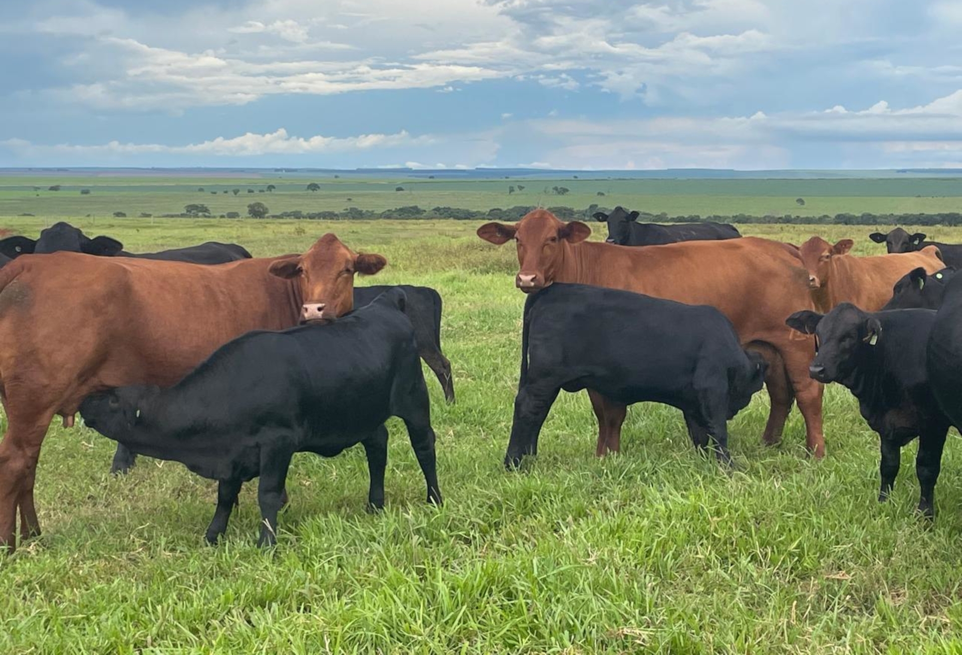 OAB Barro Preto - Remate de outono da GAP Genética terá maior oferta de fêmeas do criatório