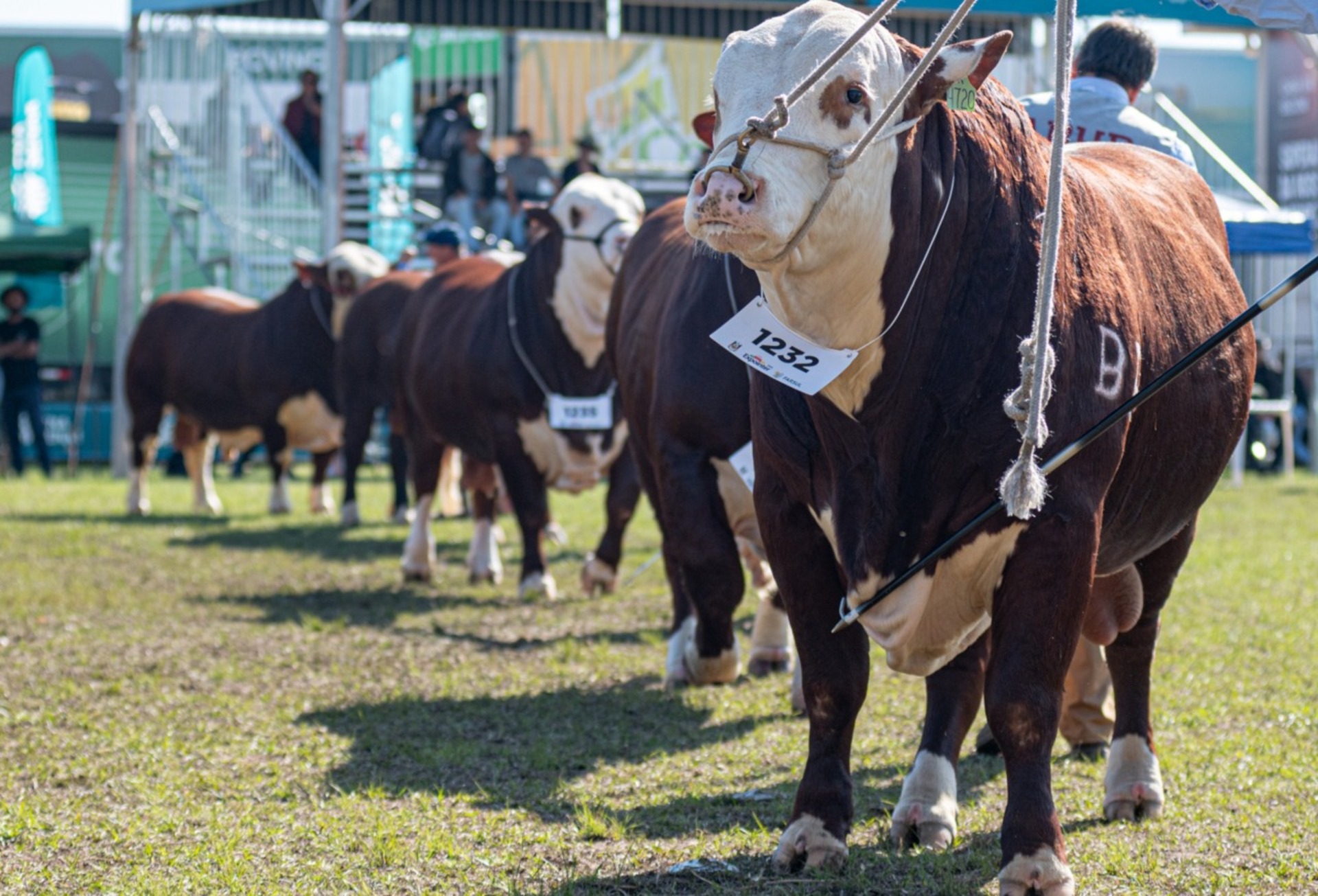 OAB Barro Preto - Estância do Sossego integra Gira Técnica Braford