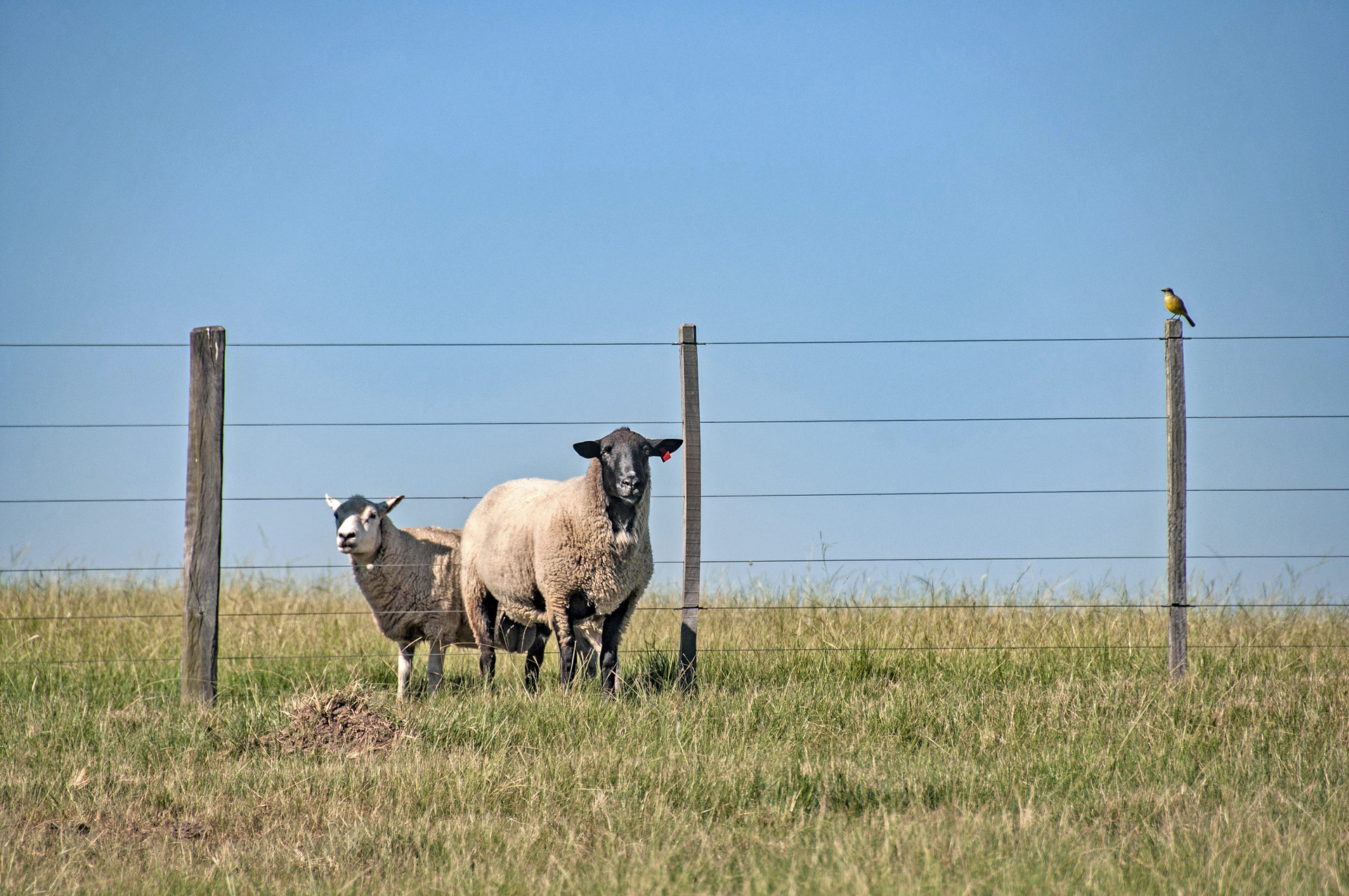 OAB Barro Preto - Em junho Bagé sediará 3º Simpósio Gaúcho de Ovinocultura