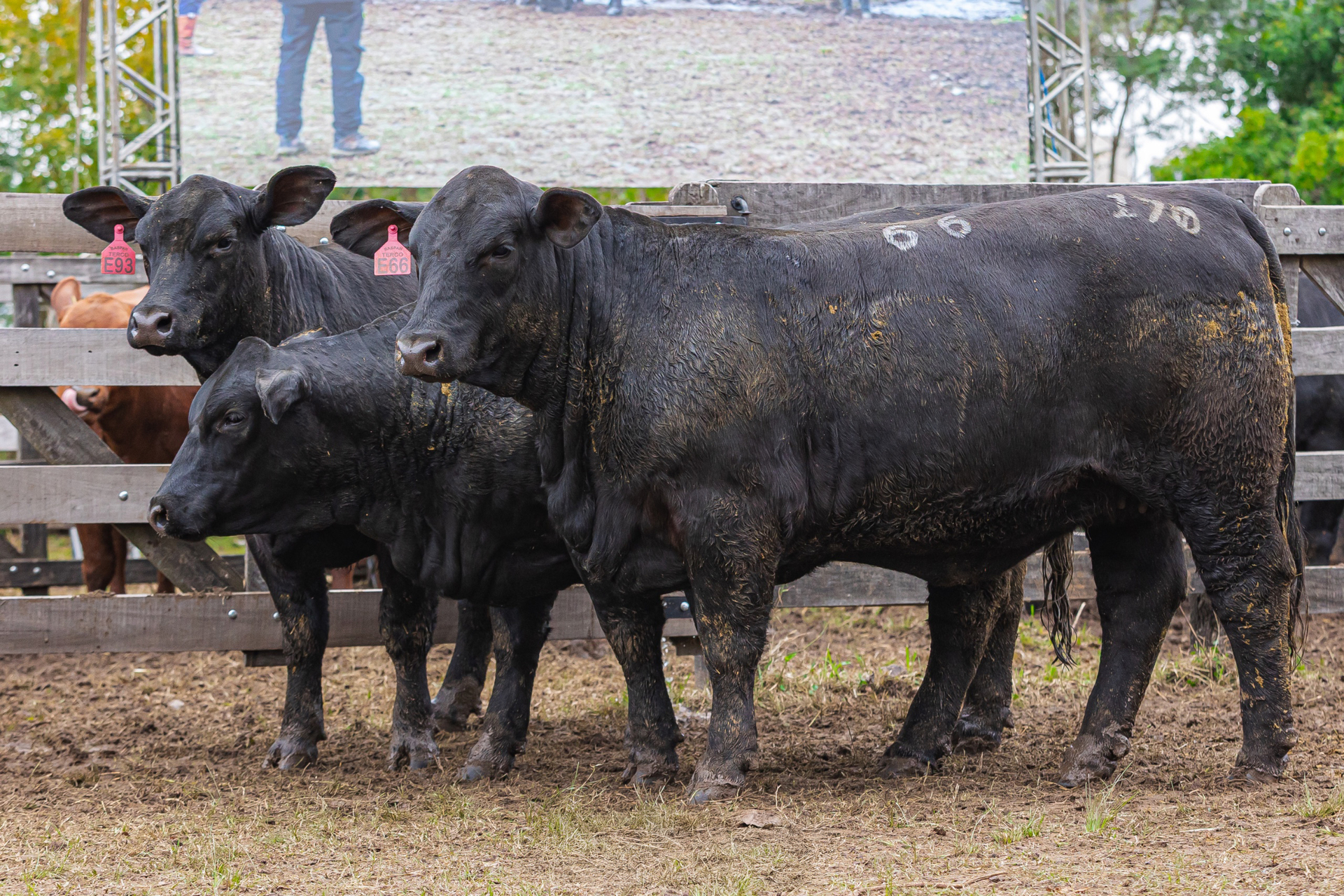 OAB Barro Preto - Expoutono premia destaques na raça Brangus