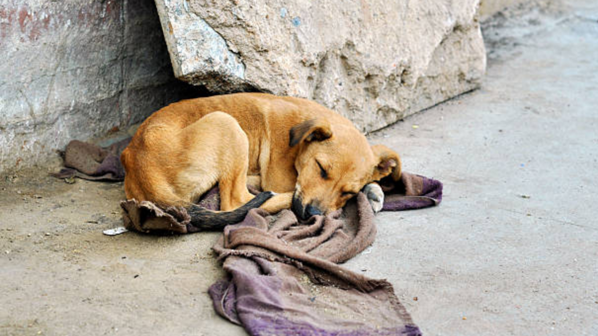 OAB Barro Preto - Avança projeto que cria disque denúncia de maus-tratos a animais