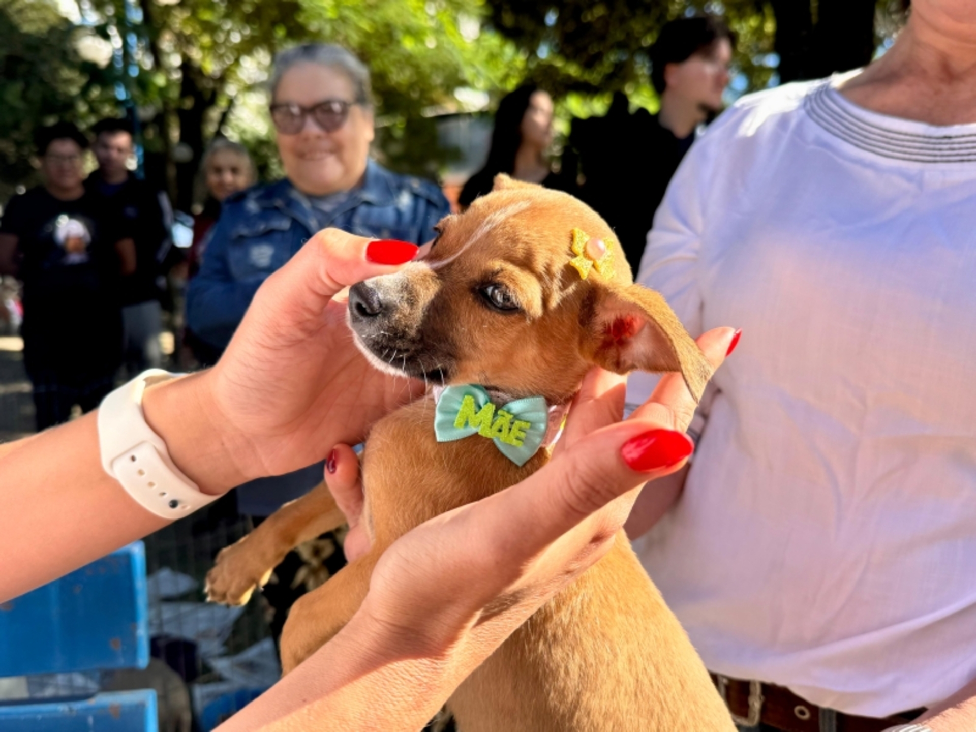 OAB Barro Preto - Feira de adoção de cães repete sucesso da edição anterior