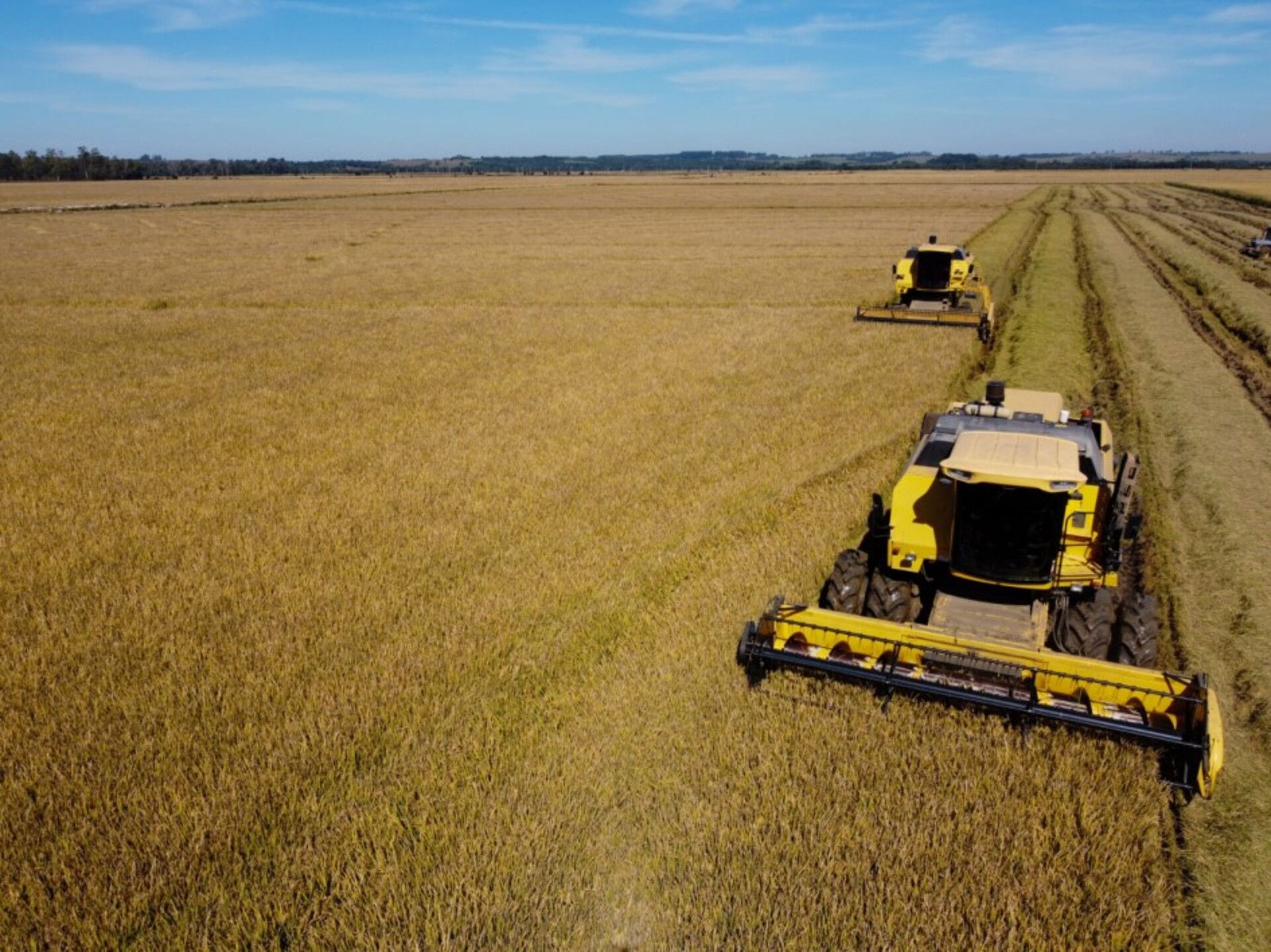 OAB Barro Preto - Colheita do arroz no RS atinge 91,51% da área total cultivada