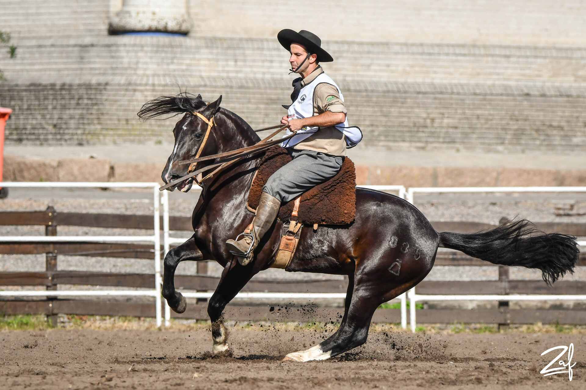OAB Barro Preto - Uruguai seleciona os melhores exemplares para o Freio de Ouro