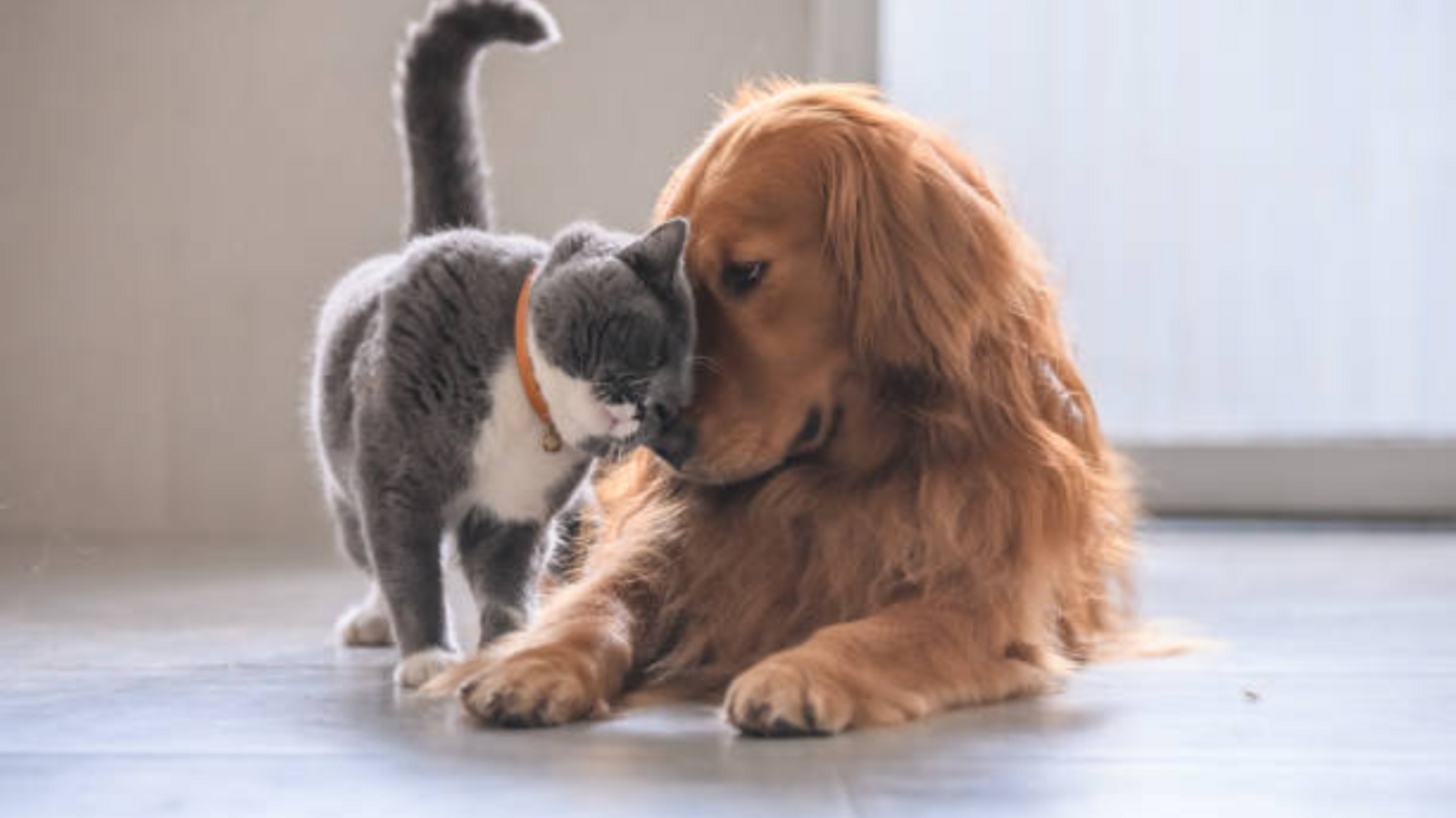 OAB Barro Preto - Vacinação contra a gripe é fundamental para saúde dos pets