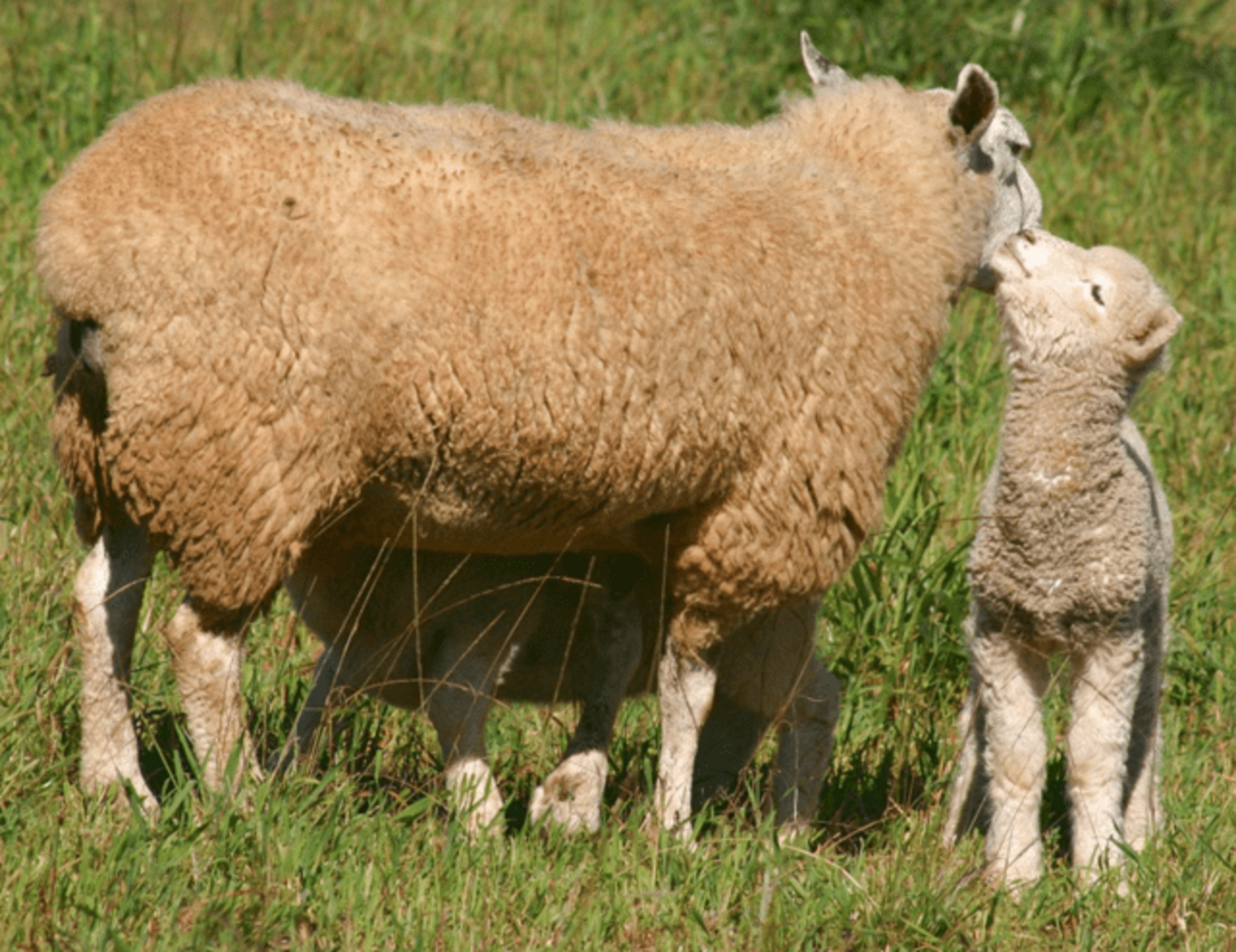 OAB Barro Preto - Arco alerta para riscos de parição no inverno