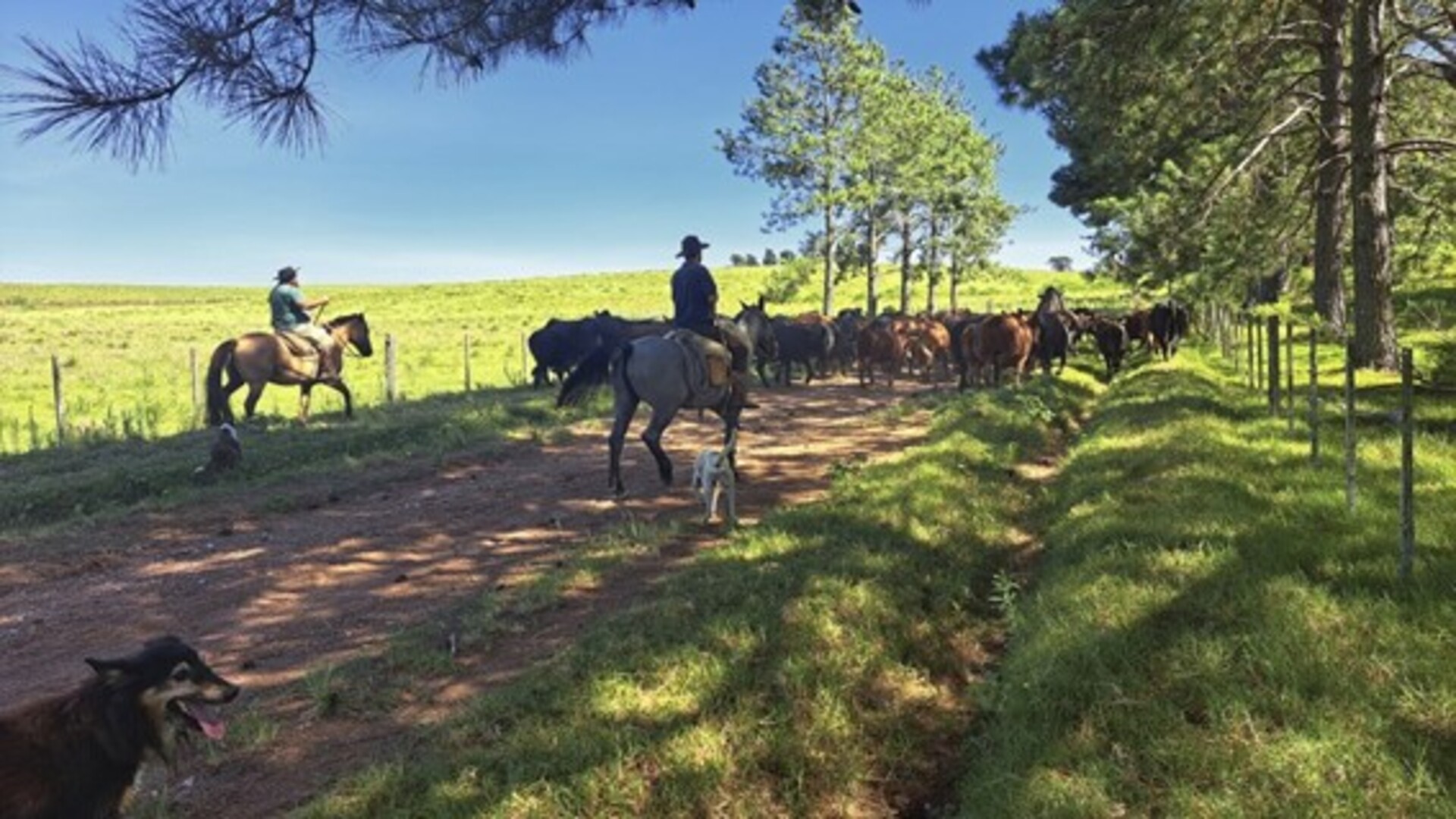 OAB Barro Preto - Projeto piloto em Hulha Negra testa diferentes formas de rastreabilidade bovina