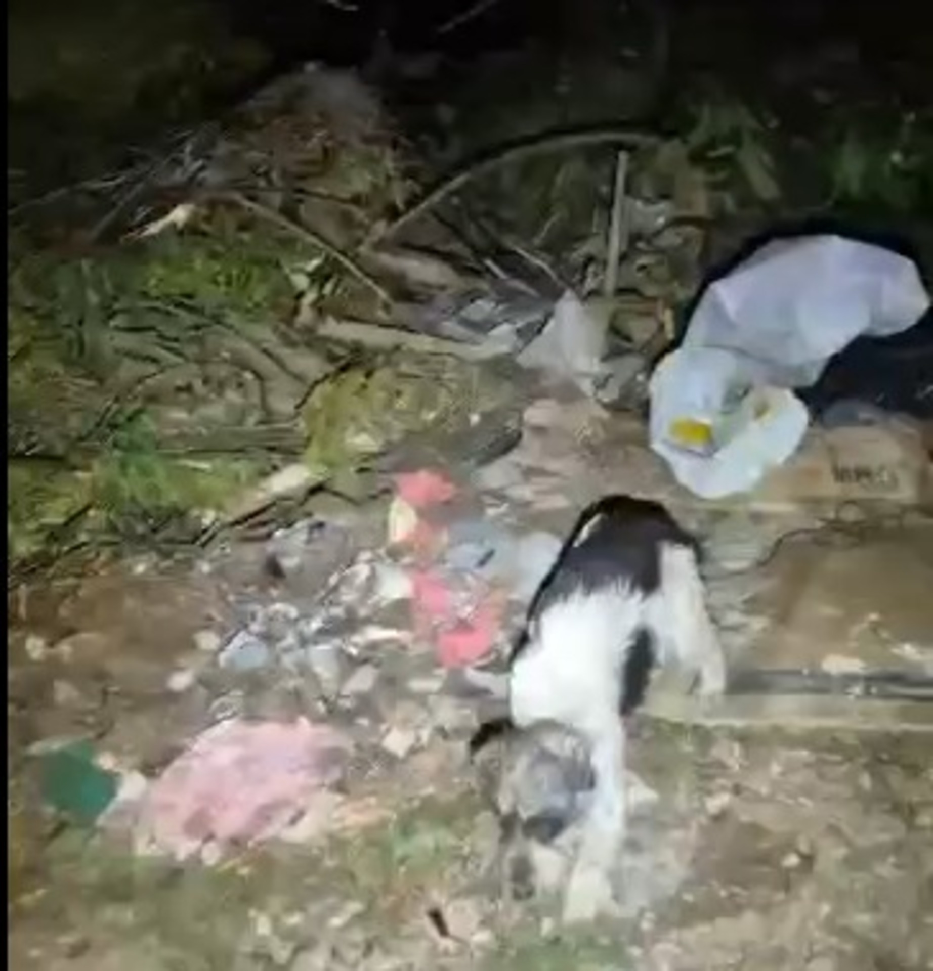 OAB Barro Preto - Cão é resgatado de sacola durante patrulha do Choque