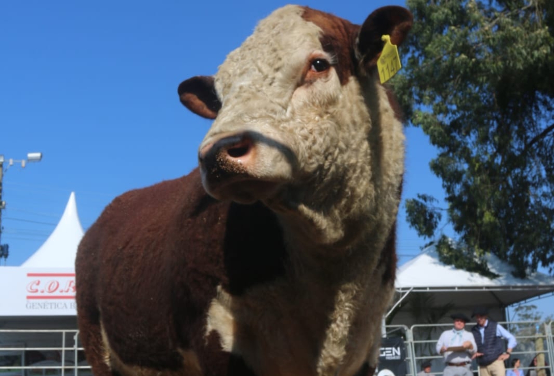 OAB Barro Preto - Fenagen Promebo valoriza genética bovina de elite e movimenta negócios