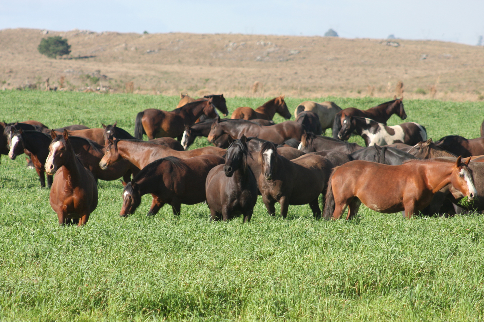 OAB Barro Preto - Congresso do Cavalo terá programação especial do cavalo crioulo