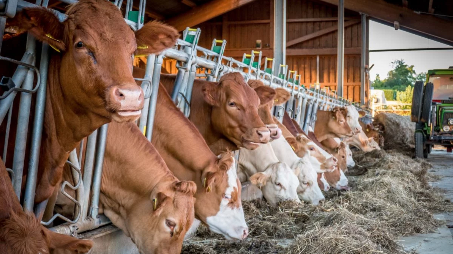 OAB Barro Preto - Prazo para Declaração Anual de Rebanhos termina dia 30