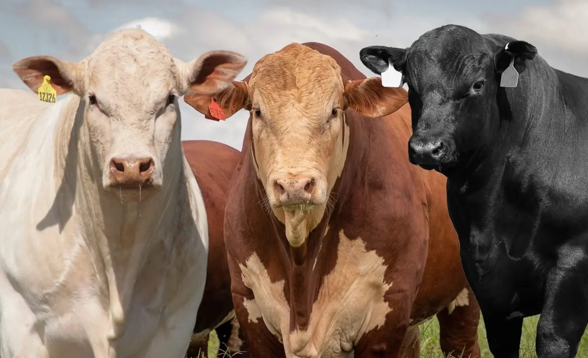 OAB Barro Preto - ANC lança projeto para melhorar genética de rebanhos