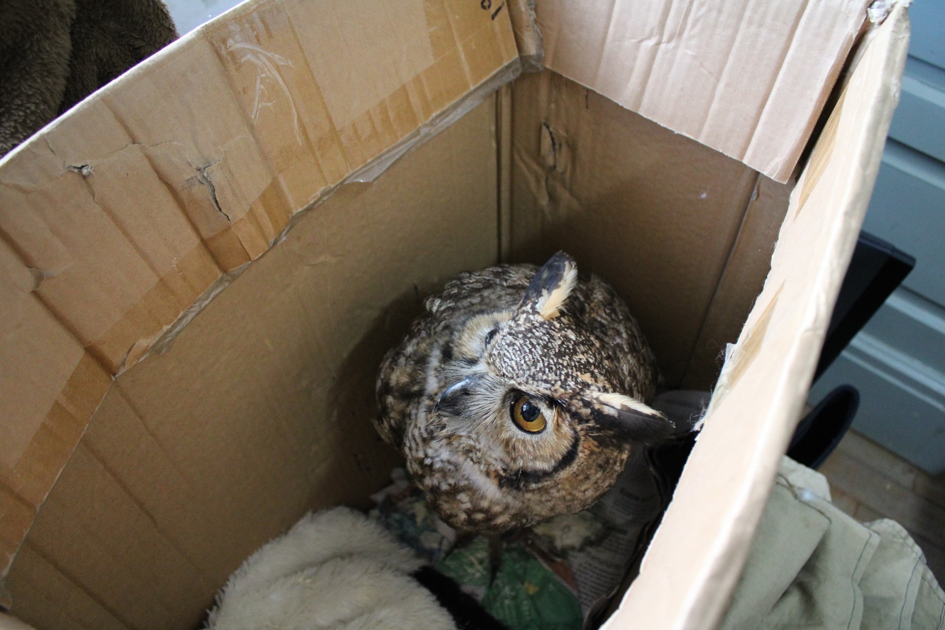 OAB Barro Preto - Animais silvestres encontram refúgio na 1ª DP de Bagé