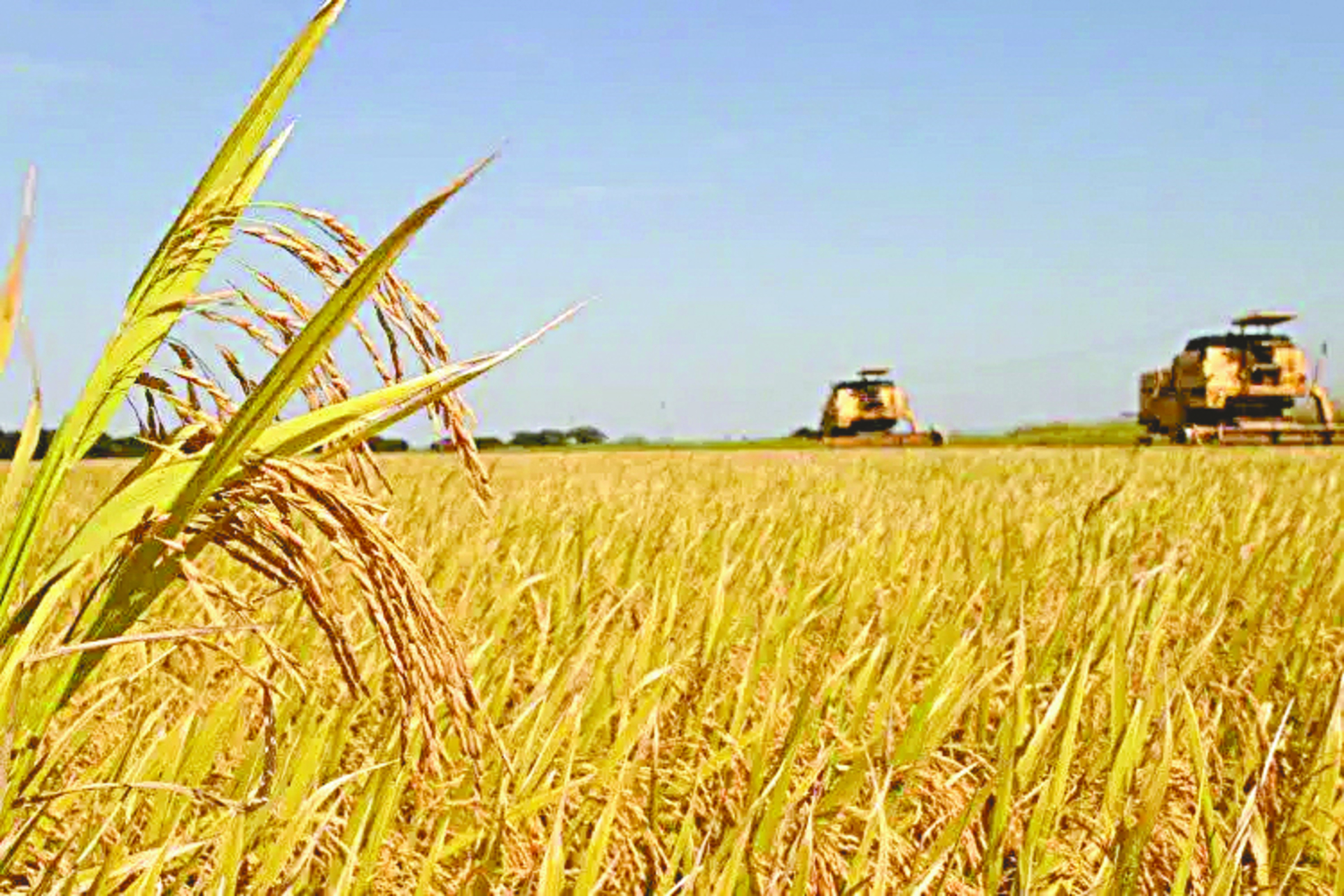 OAB Barro Preto - Produção gaúcha de grãos deve chegar a 33,2 milhões de toneladas