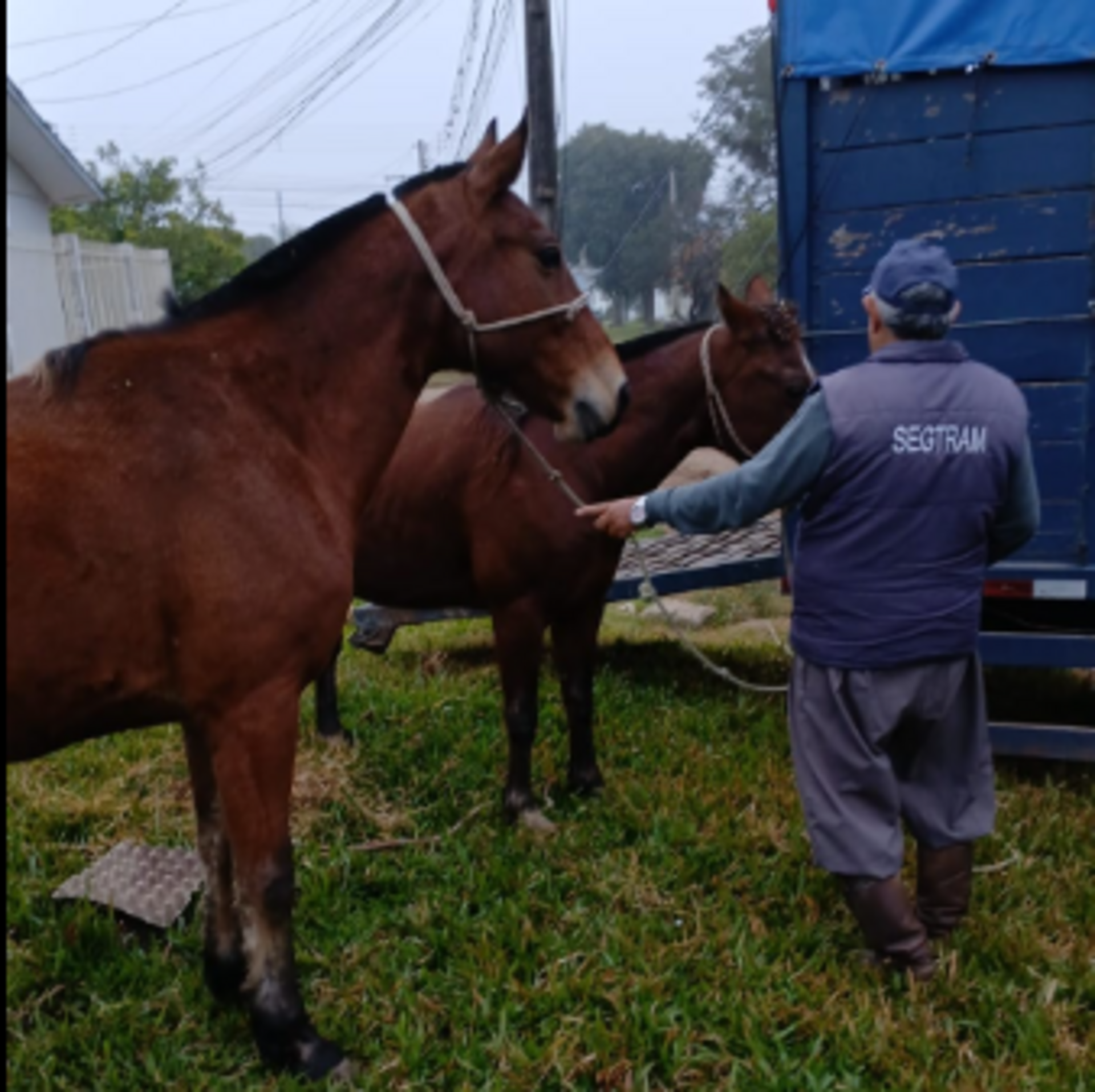 OAB Barro Preto - Fiscalização retira mais de 20 cavalos soltos nas vias da cidade
