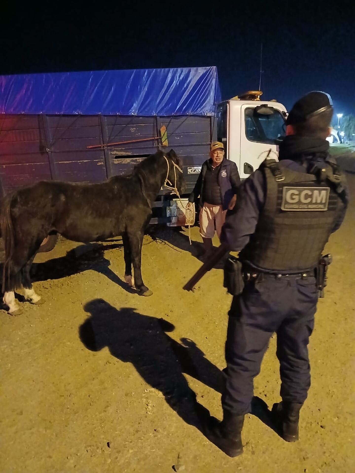 OAB Barro Preto - Animais soltos são recolhidos em acessos e rodovias