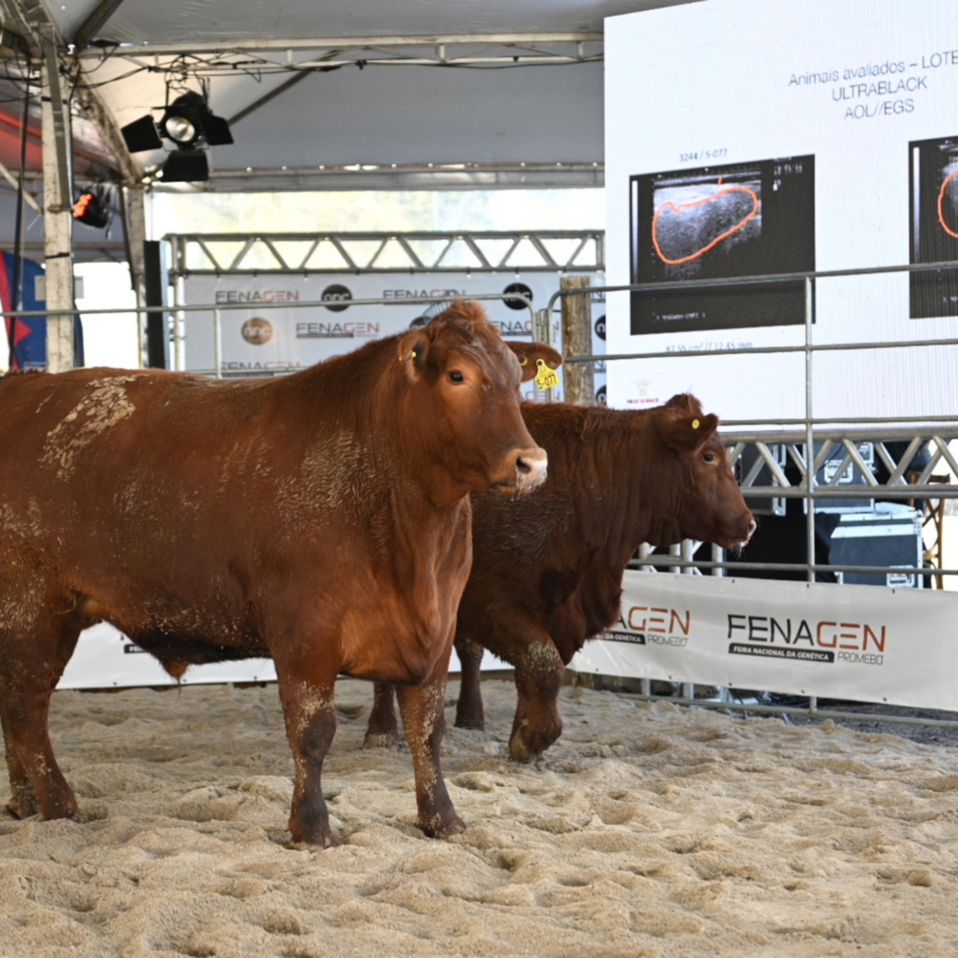 OAB Barro Preto - Fenagen Promebo consagra os melhores exemplares das raças