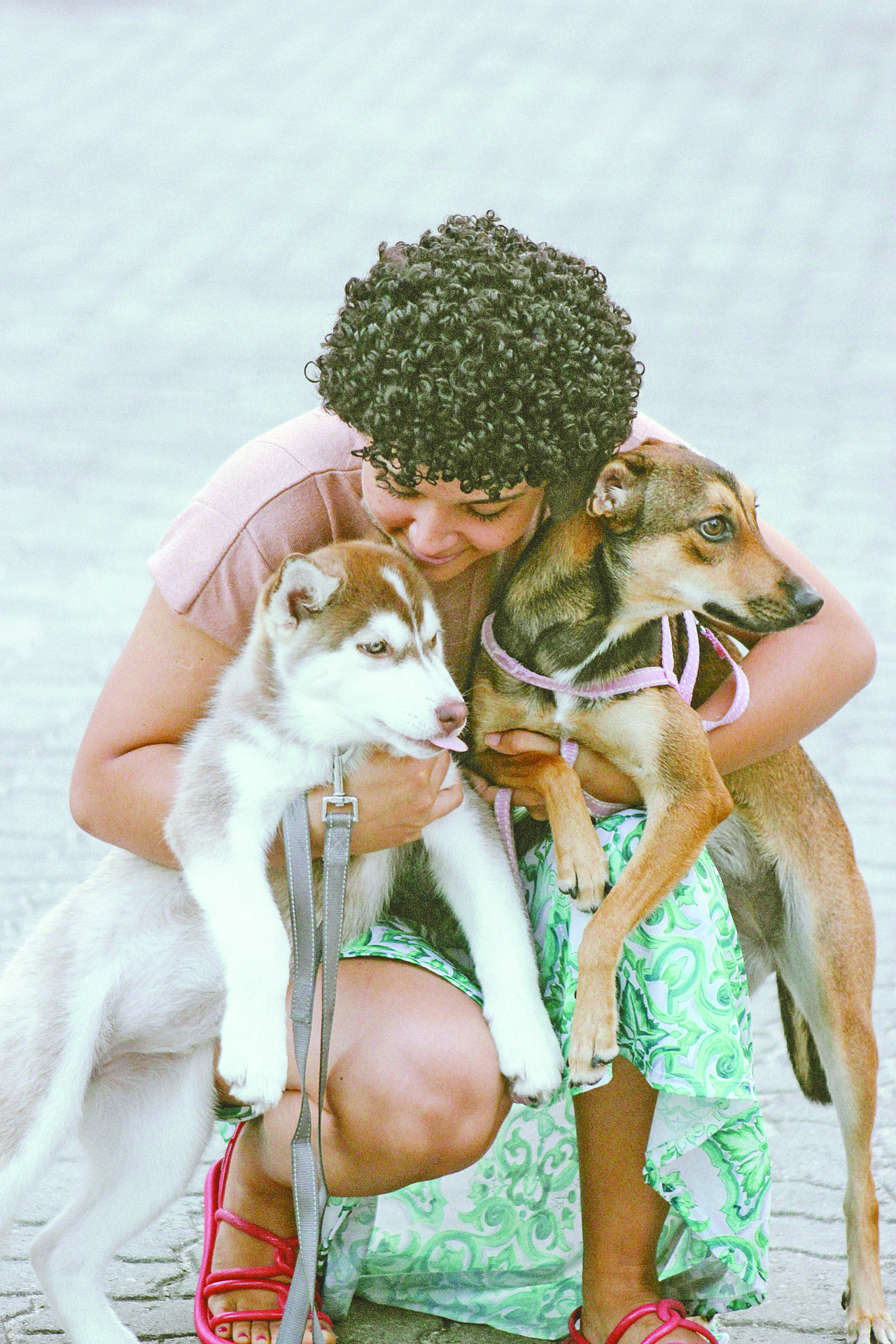 OAB Barro Preto - PL propõe regras para circulação de animais em espaços públicos