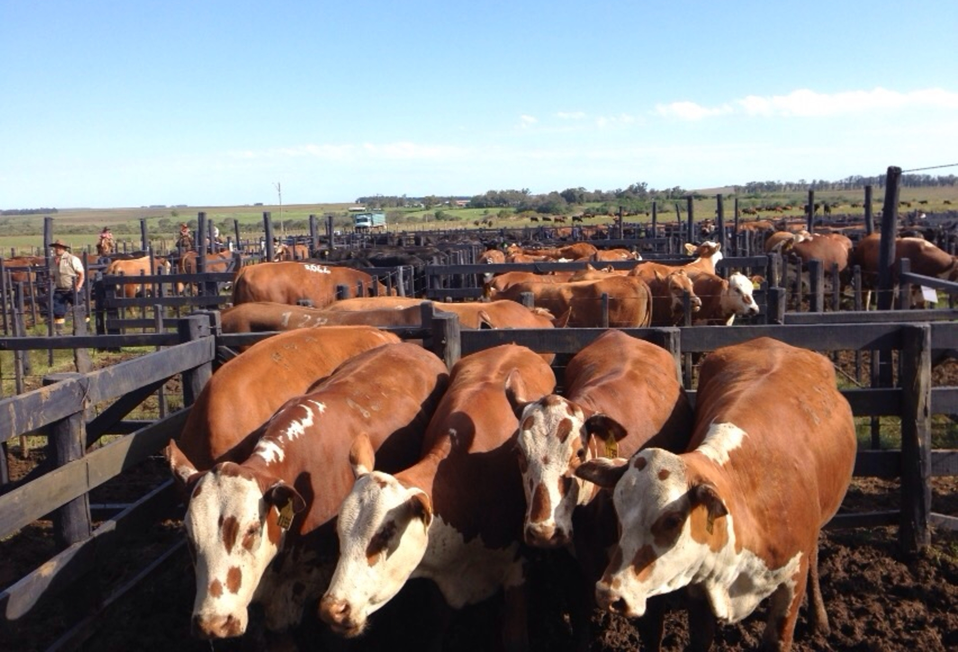 OAB Barro Preto - Supertaxa dos Estados Unidos impactará o mercado pecuário de leilões