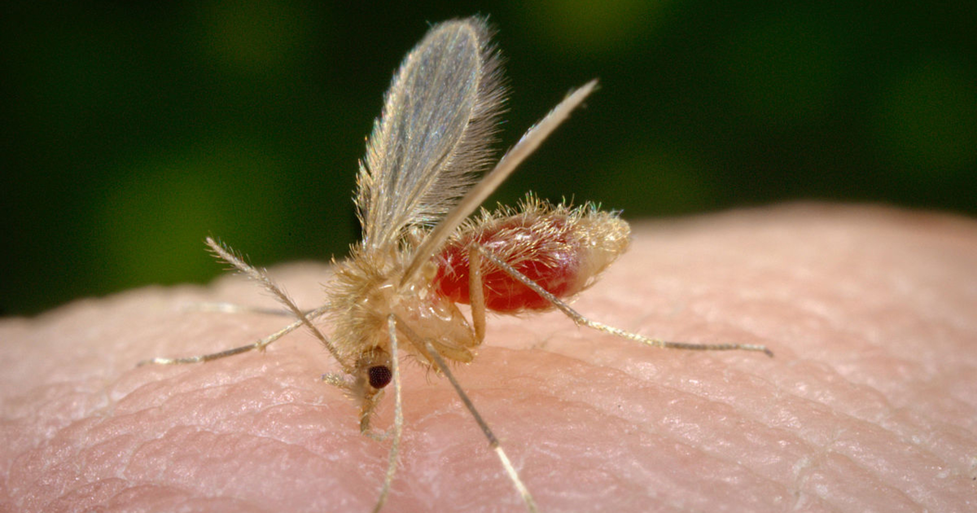 OAB Barro Preto - Semana de Combate à Leishmaniose reforça prevenção