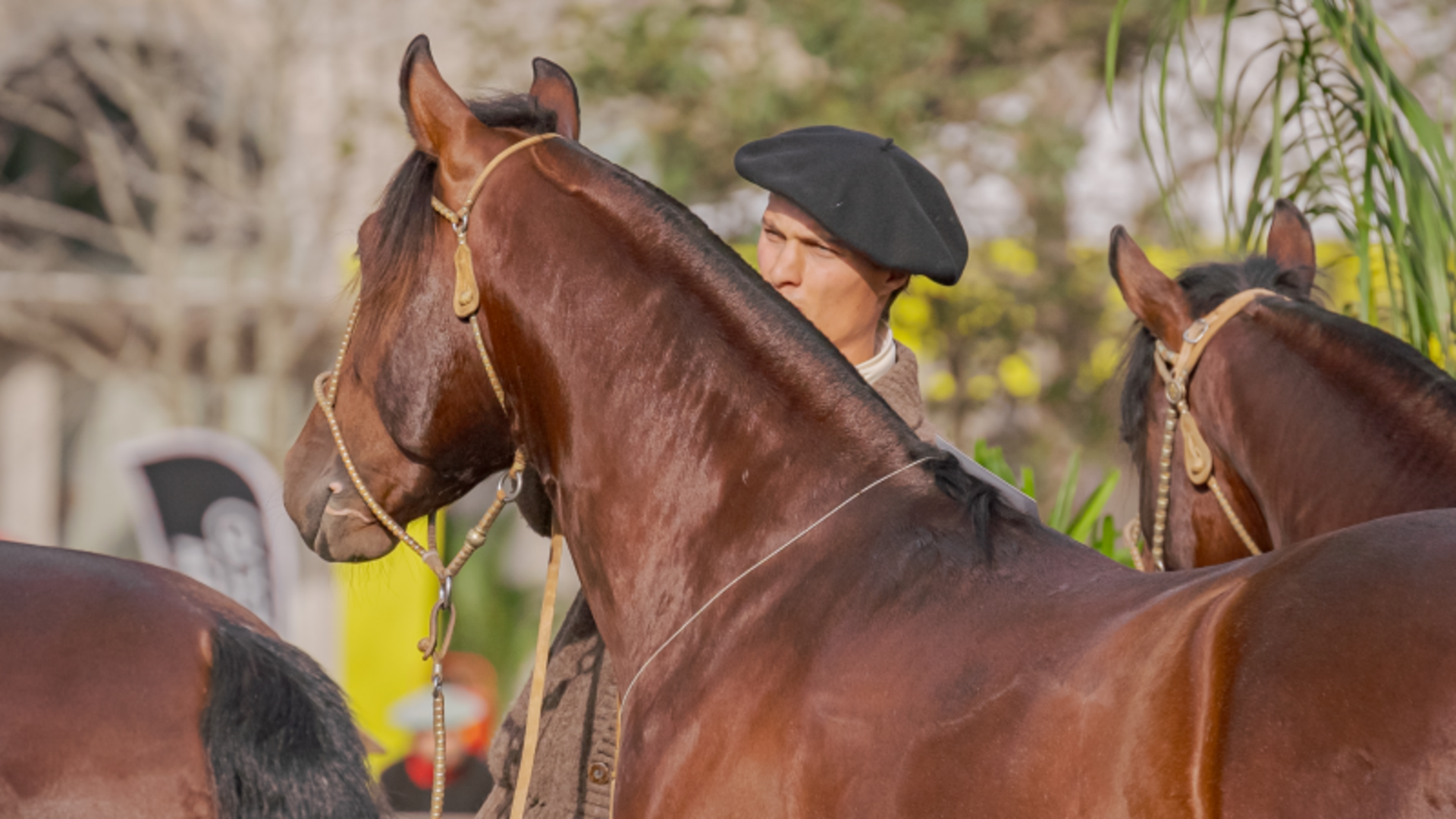 OAB Barro Preto - Morfologia do Cavalo Crioulo abre a temporada de finais