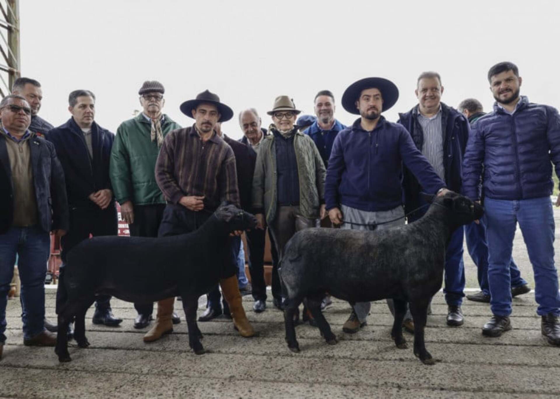 OAB Barro Preto - Ovinos Texel de Tupanciretã são os primeiros a chegar à Expointer