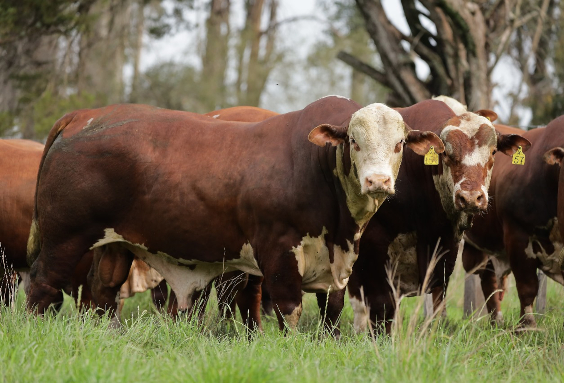 OAB Barro Preto - Conexão Delta G define reprodutores que irão compor bateria do Programa Touro Jovem