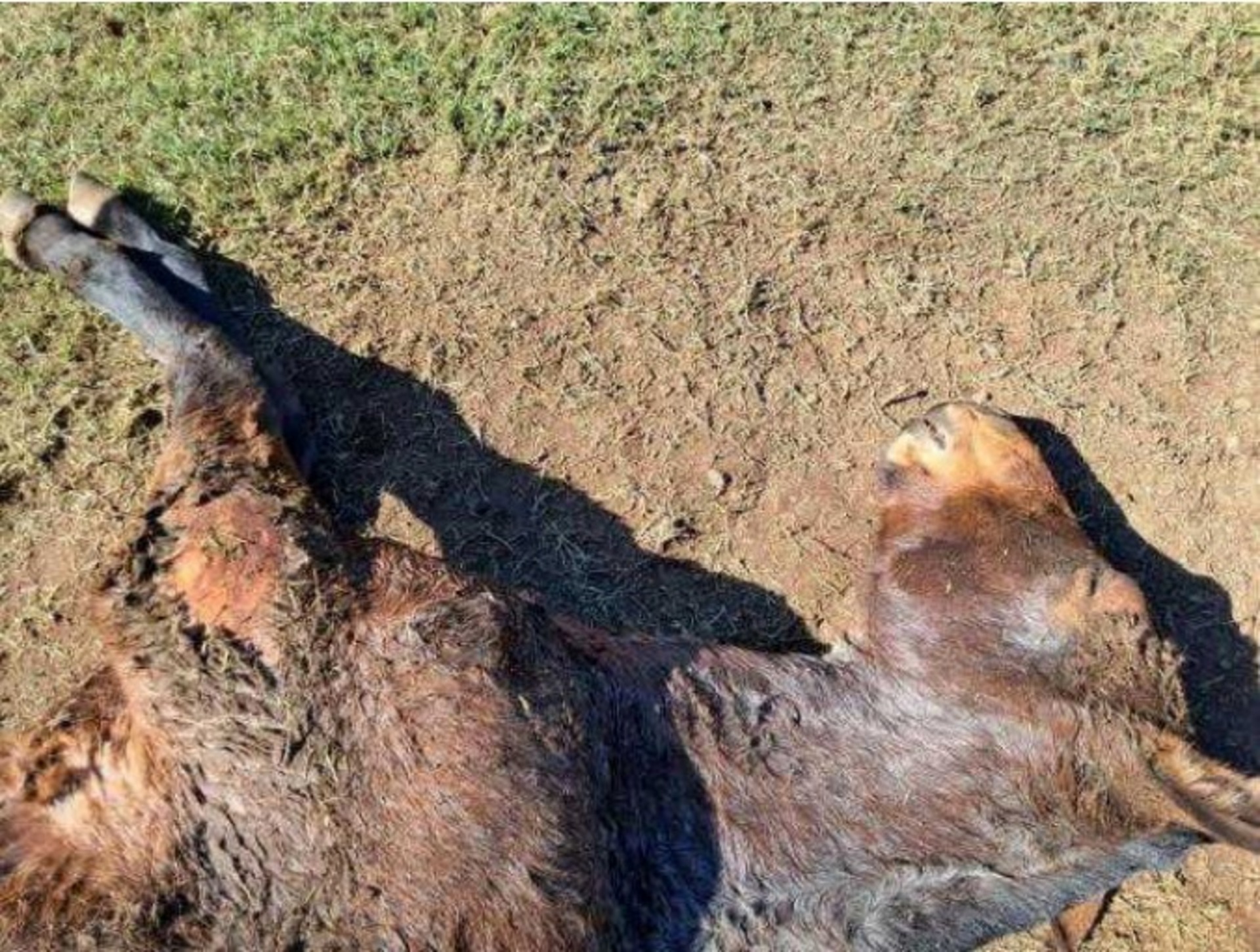 OAB Barro Preto - Cabanha é denunciada por maus-tratos aos animais