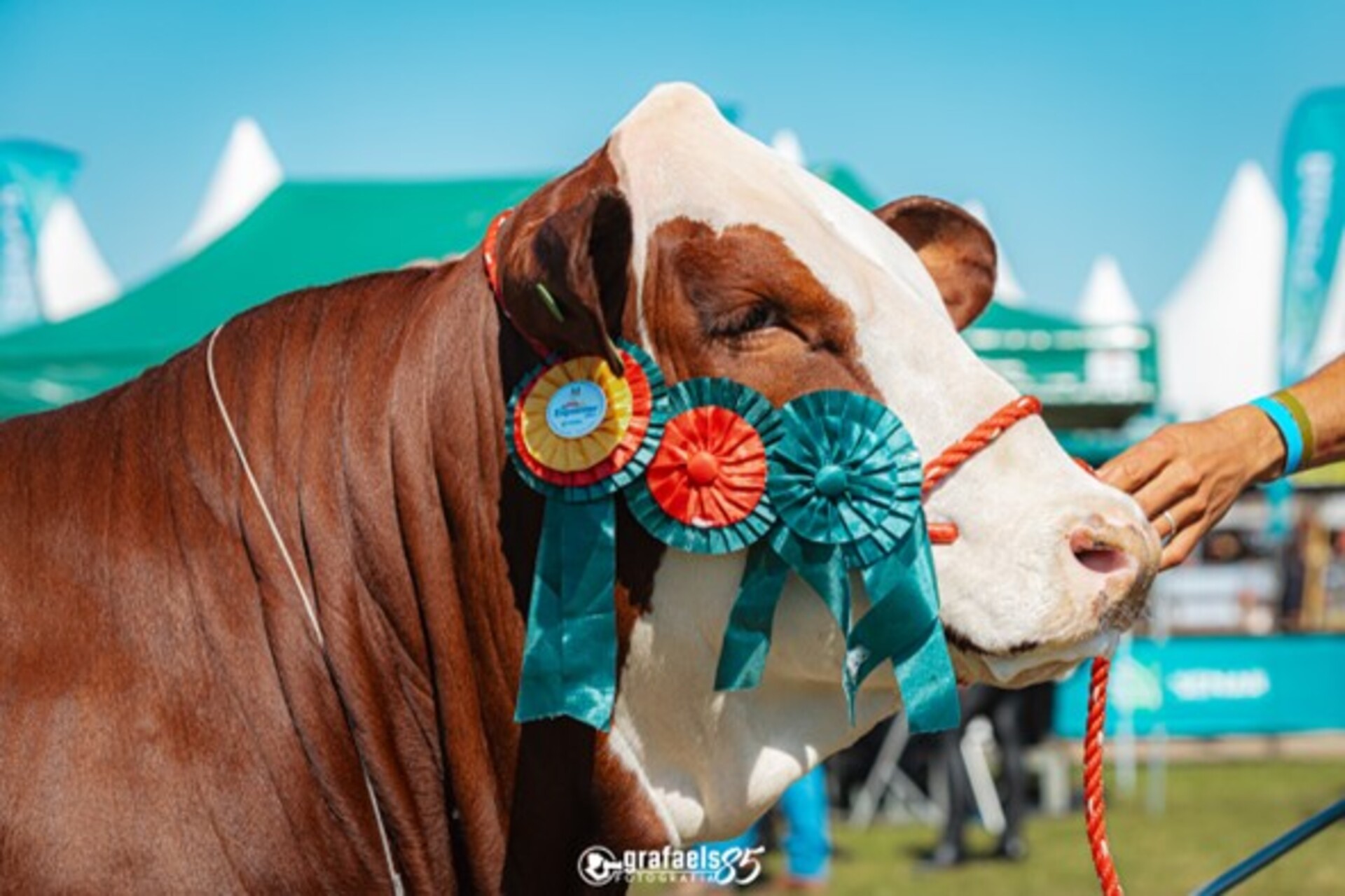 OAB Barro Preto - Criadores terão duas grandes ferramentas de vendas na Expointer