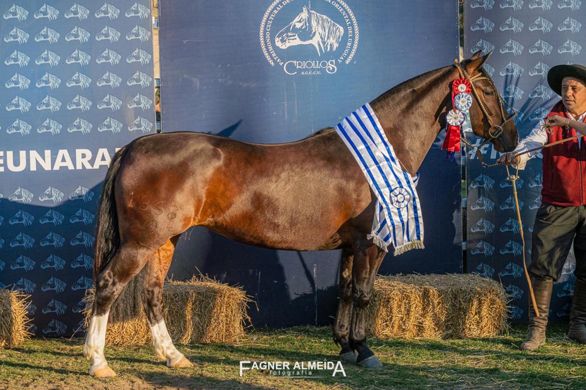 OAB Barro Preto - Expo Prado classifica oito exemplares para FICCC 2026