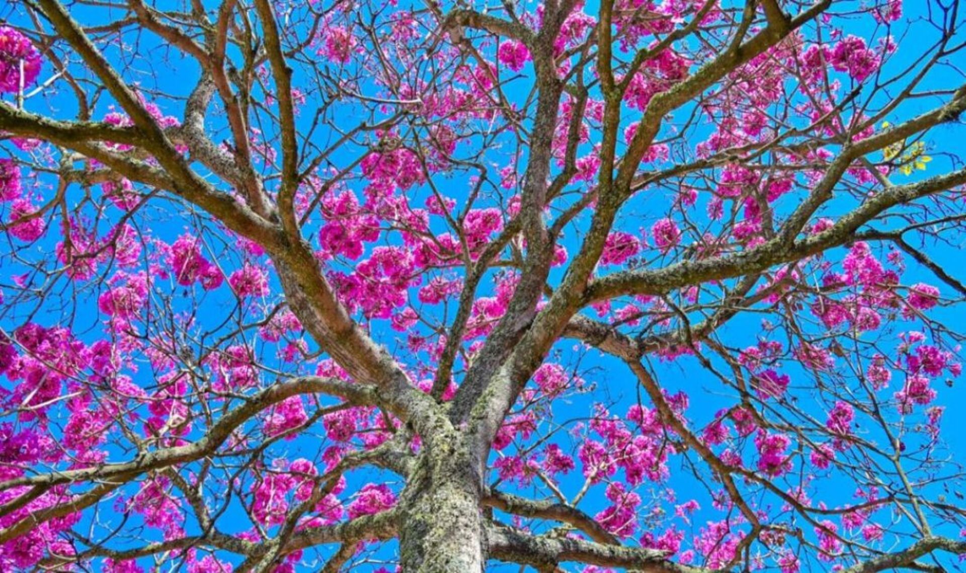 OAB Barro Preto - Estação das flores inicia marcada por sol e friozinho