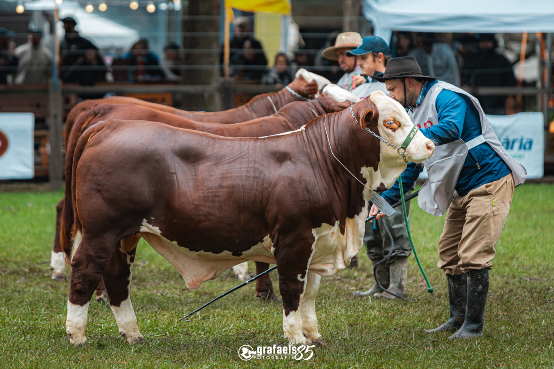 OAB Barro Preto - Exposições de primavera abrem calendário com eventos em Bagé, Lavras e Vacaria