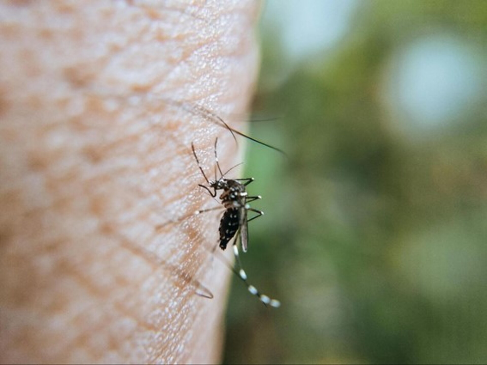 OAB Barro Preto - Risco de doenças causadas por mosquito vai disparar no Brasil até 2080, prevê estudo