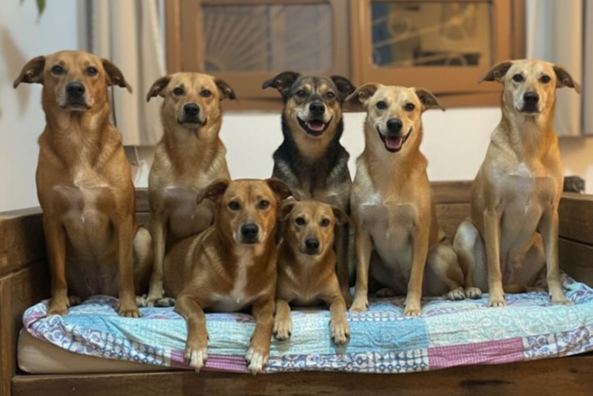 OAB Barro Preto - Associação de Protetores Vira Lata promove brechó