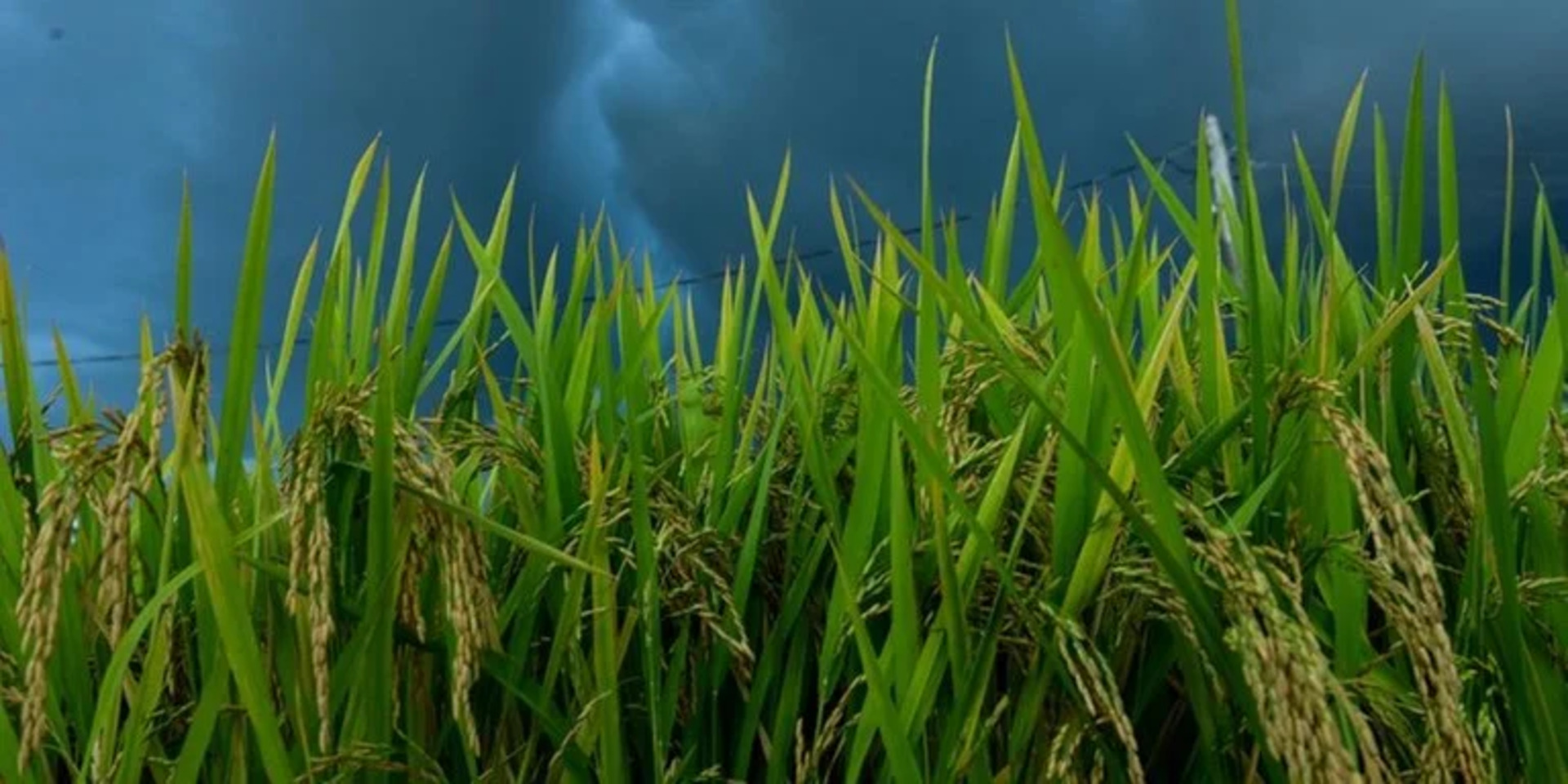 OAB Barro Preto - Federarroz orienta foco na exportação e redução de área plantada