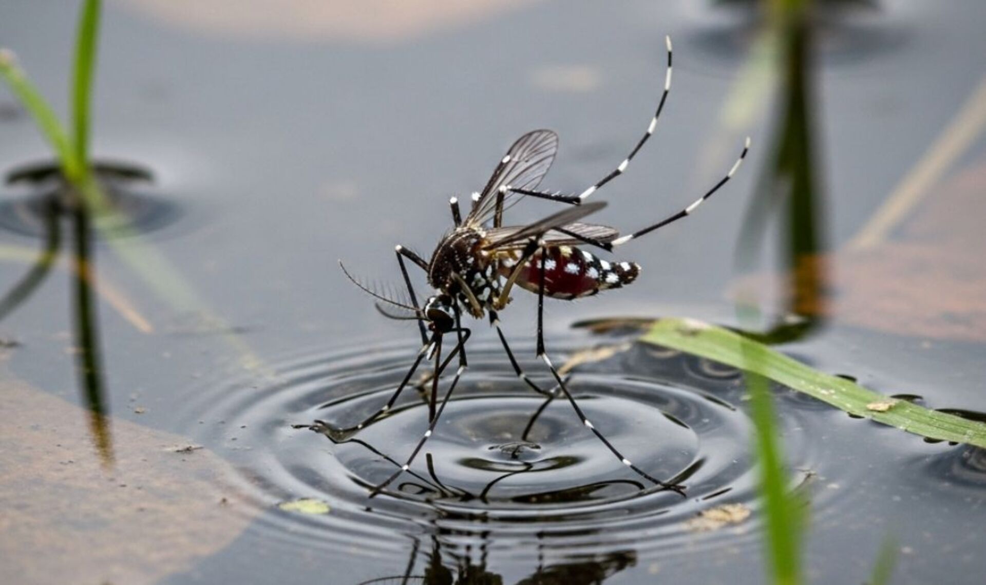 OAB Barro Preto - Dengue registra aumento de dois casos em Uruguaiana