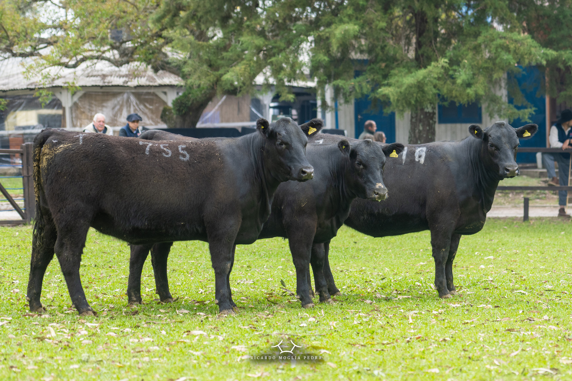 OAB Barro Preto - Cabanha Recalada leva grandes títulos da Expofeira de Bagé