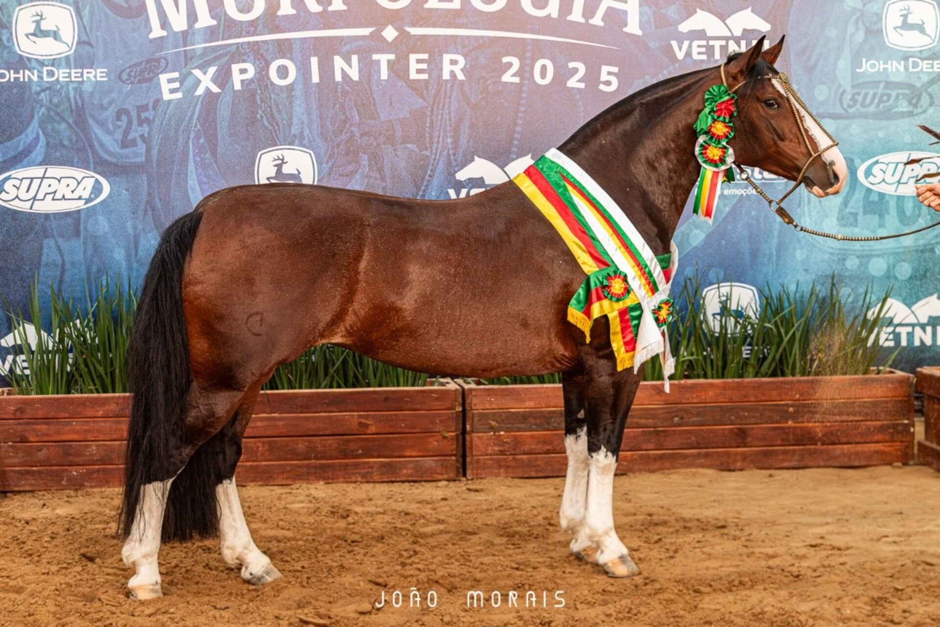 OAB Barro Preto - Belle Reserva vence a Morfologia do Cavalo Crioulo