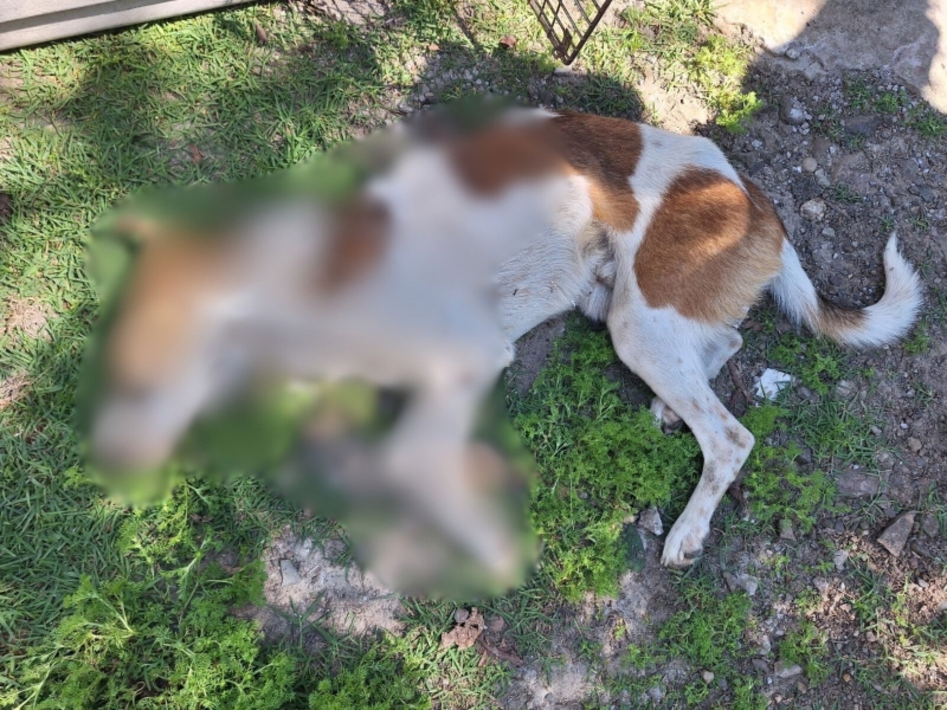 OAB Barro Preto - Mulher é presa por maus-tratos a animais