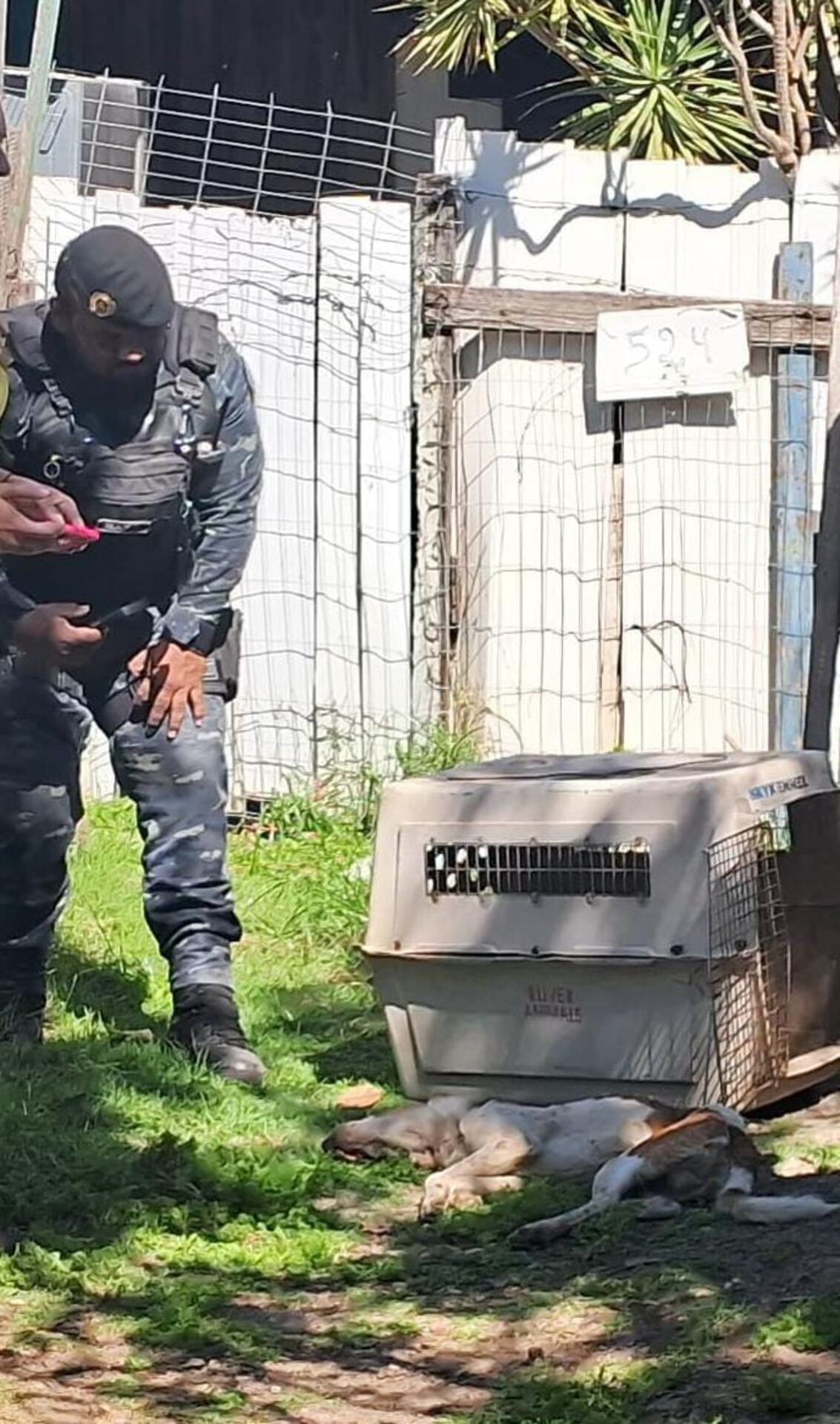 OAB Barro Preto - Mulher é presa por maus-tratos a animais