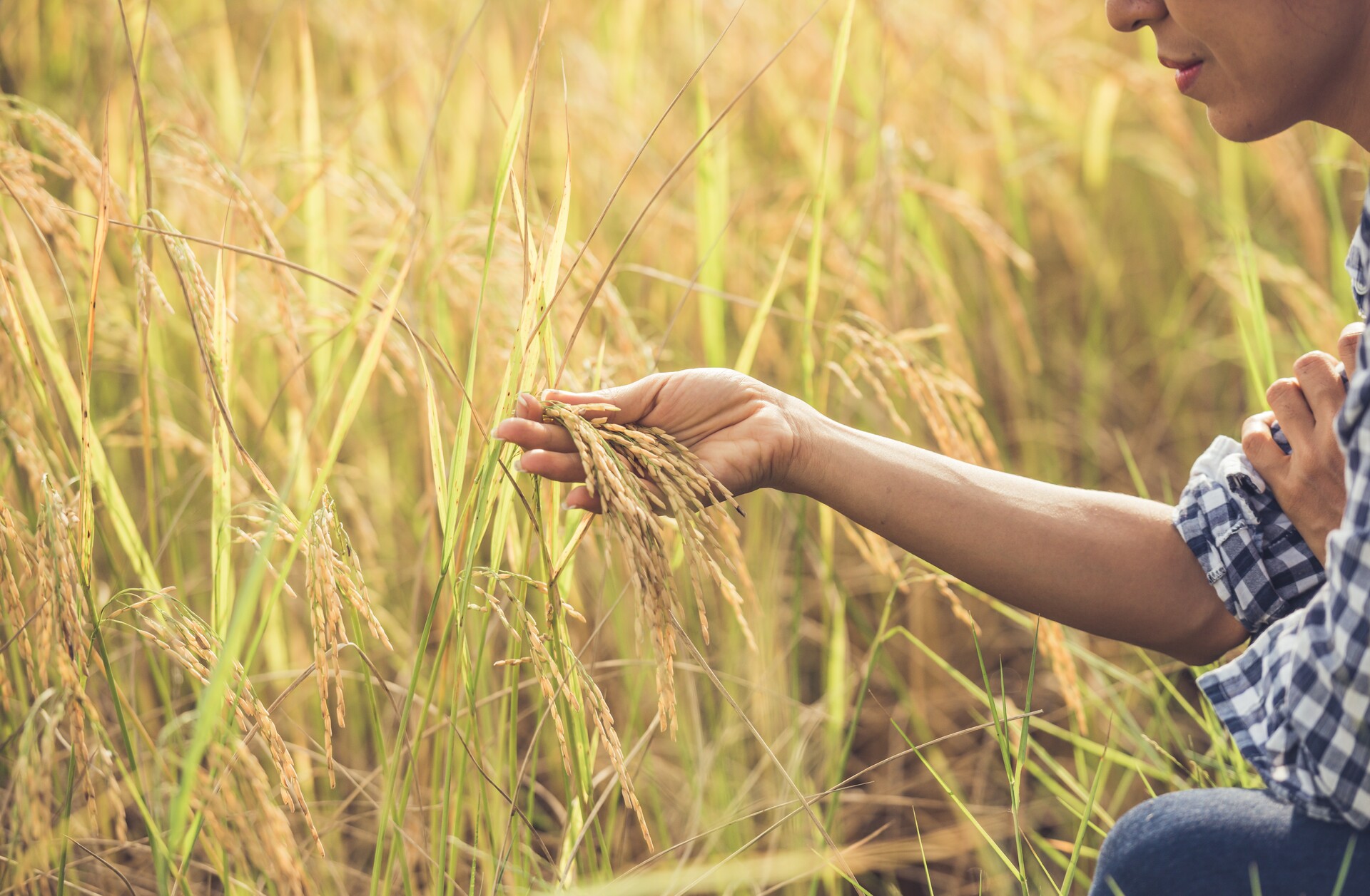 OAB Barro Preto - BNDES vai liberar R$ 12 bilhões para produtores com perdas de safra
