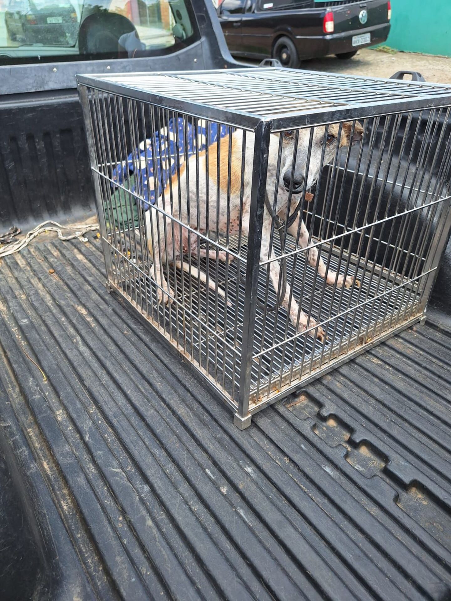 OAB Barro Preto - Duas pessoas foram presas em flagrante por maus-tratos a cães