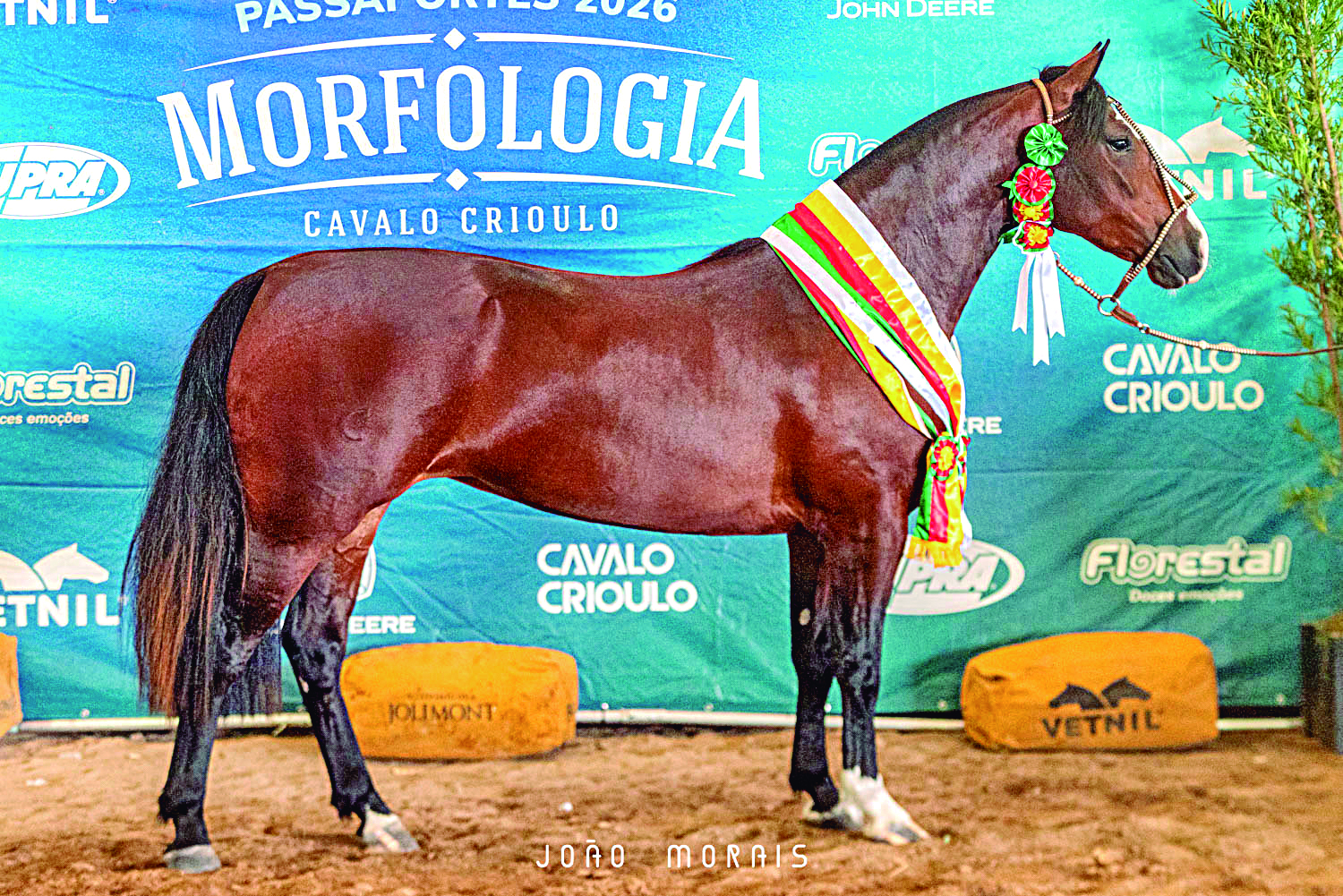 OAB Barro Preto - Égua uruguaianense é Melhor Exemplar da Raça