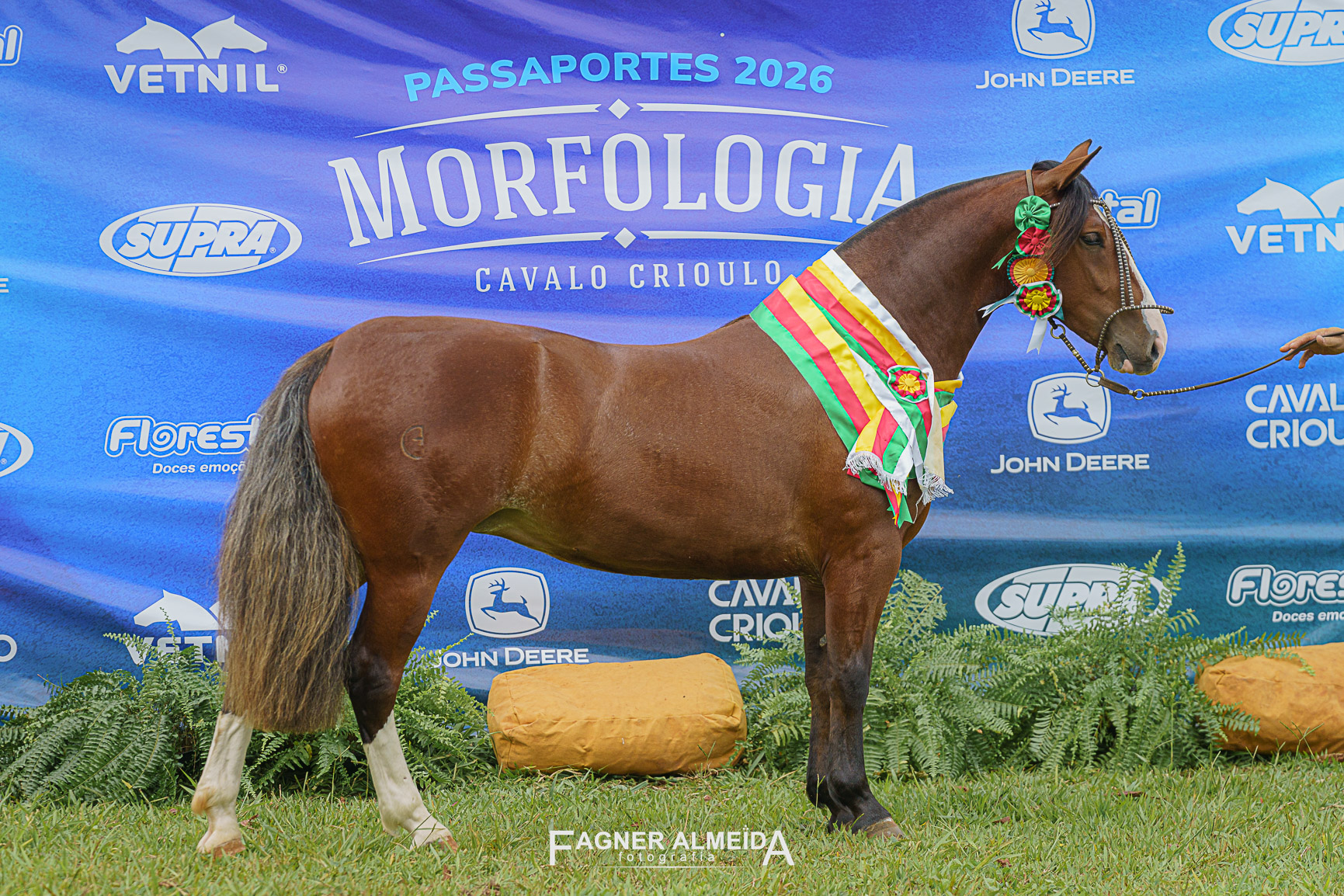 OAB Barro Preto - Égua estreante é Melhor Exemplar da Raça em Brasília
