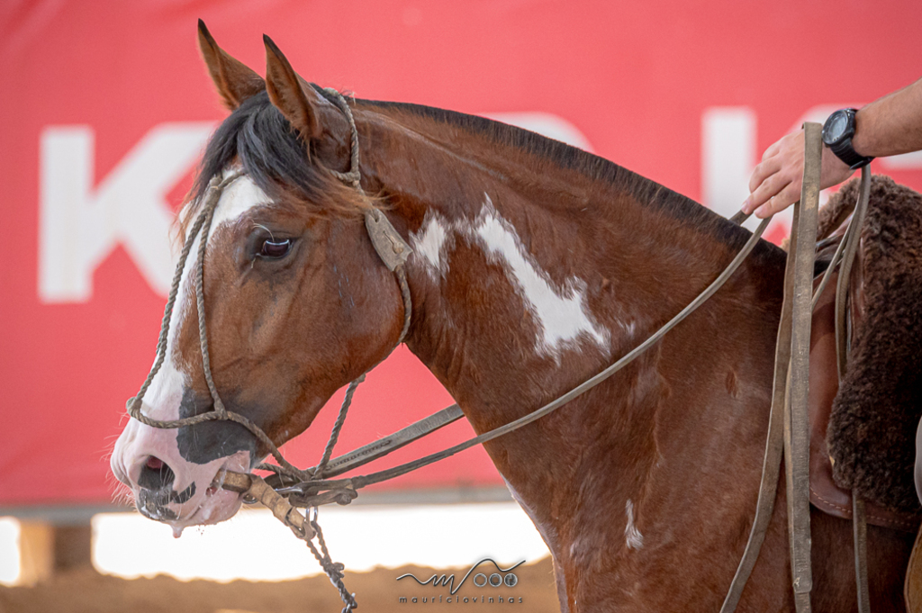 OAB Barro Preto - Semana do Cavalo reúne mais de 250 conjuntos em Esteio