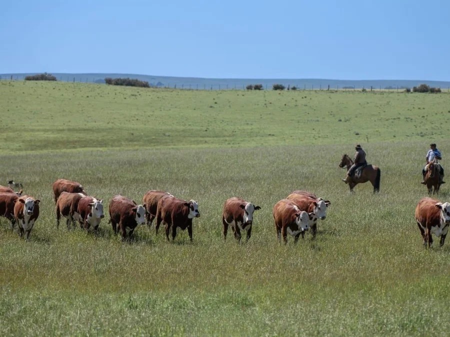 OAB Barro Preto - Seleção genética se consolida no controle do carrapato no verão 
