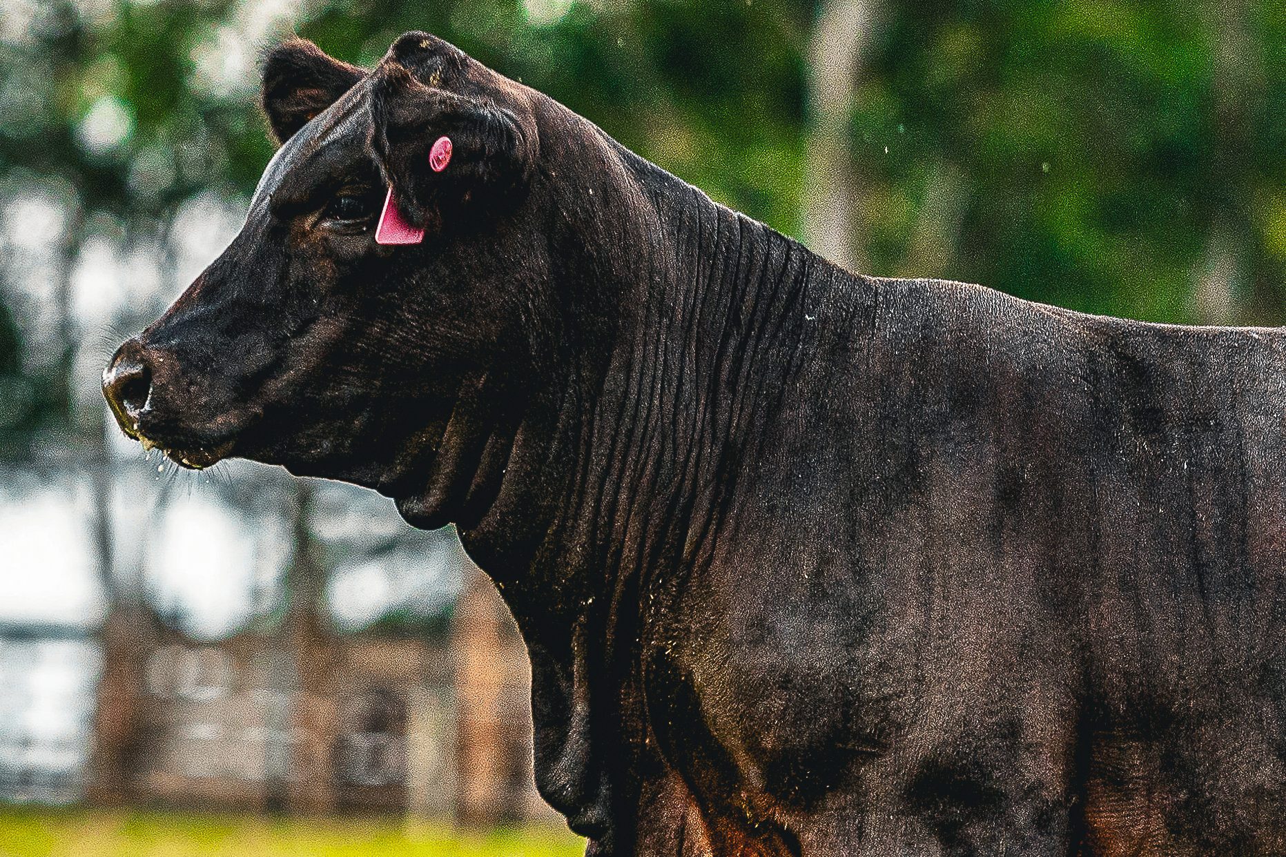 OAB Barro Preto - Criatório de Uruguaiana conquista Prêmio Mérito Genético Ultrablack