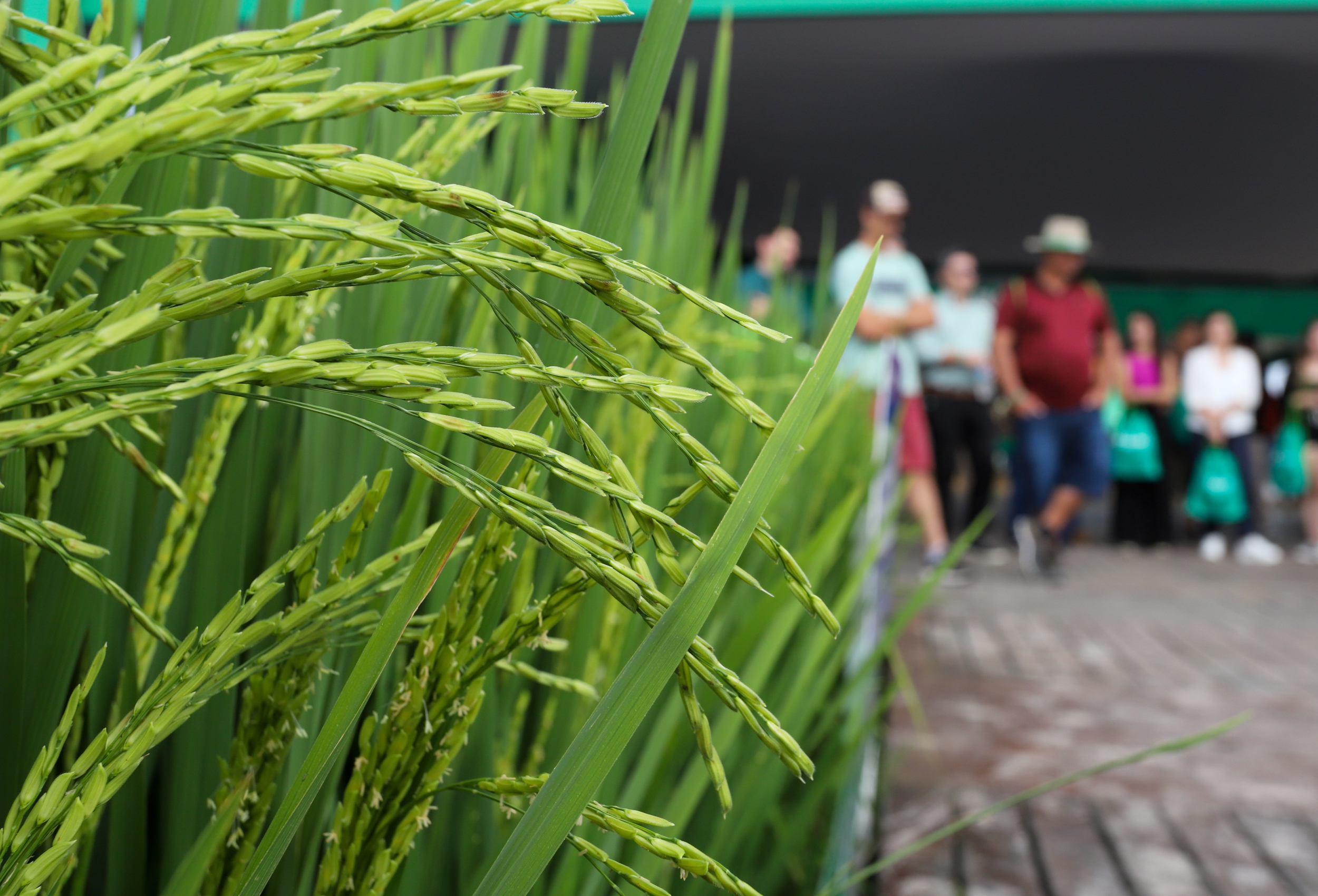 OAB Barro Preto - Abertas inscrições para a 36ª Abertura Oficial da Colheita do Arroz