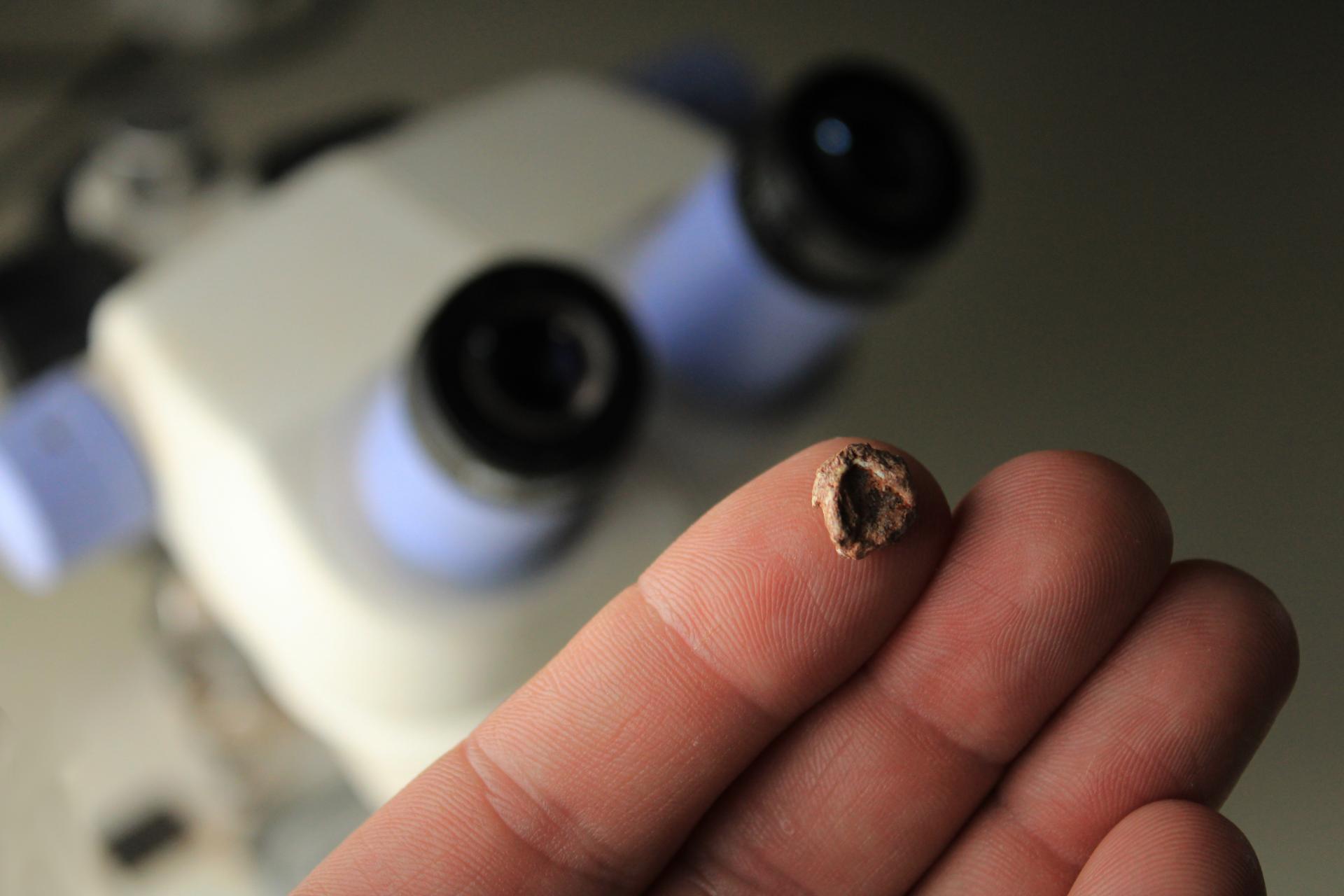 OAB Barro Preto - Crânio fóssil encontrado no RS revela nova espécie de réptil do Triássico 