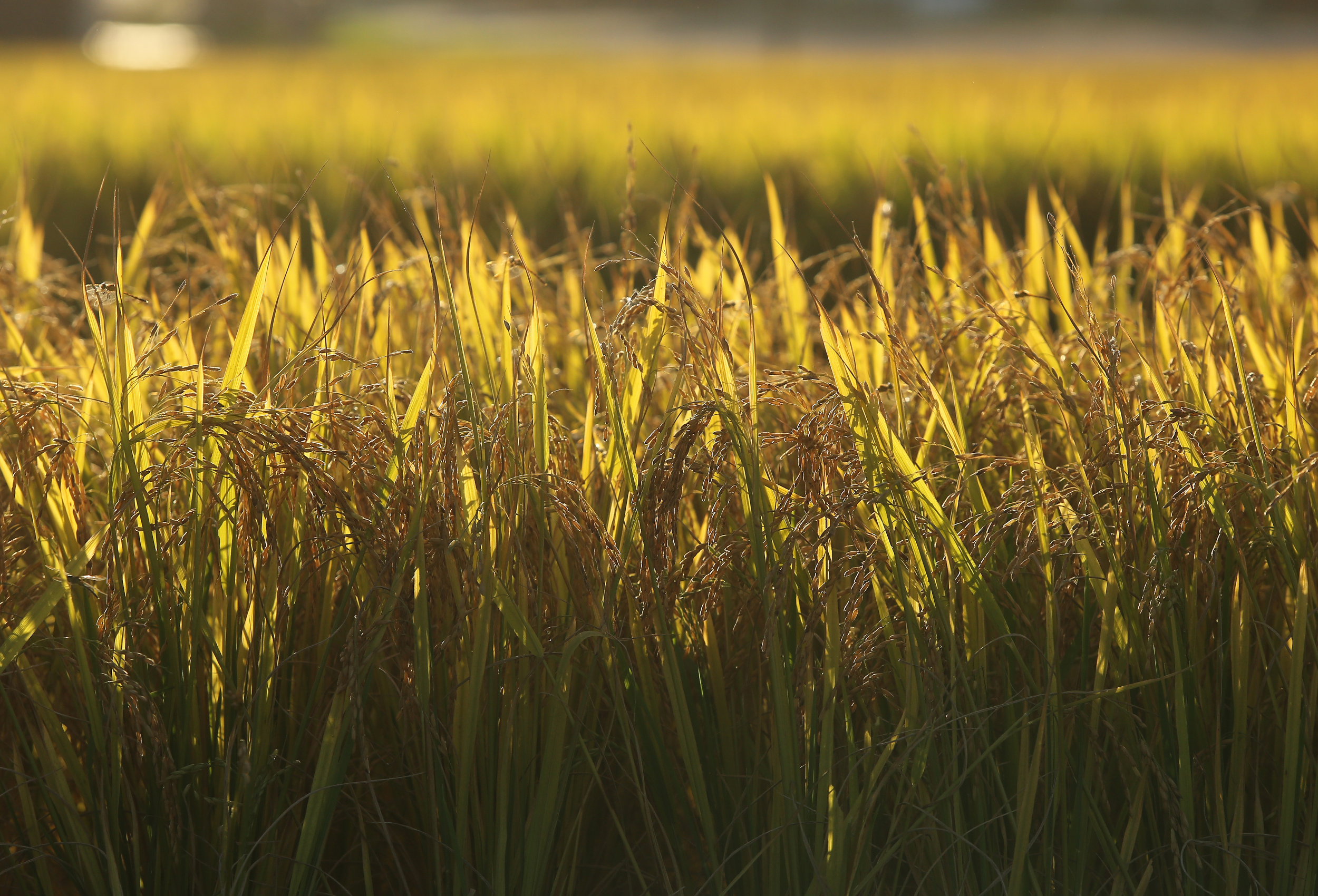 OAB Barro Preto - Jurídico da Federarroz está em regime de plantão